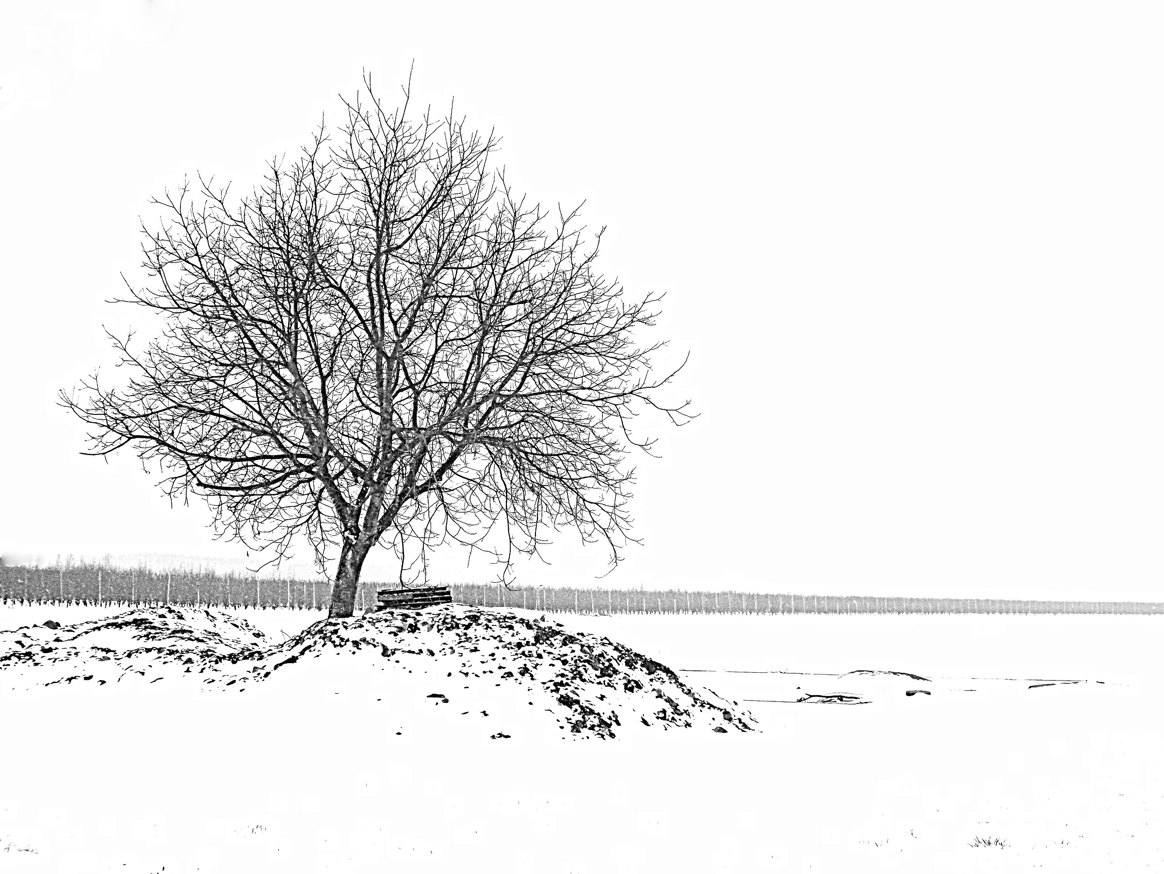 The Walnut and the snow