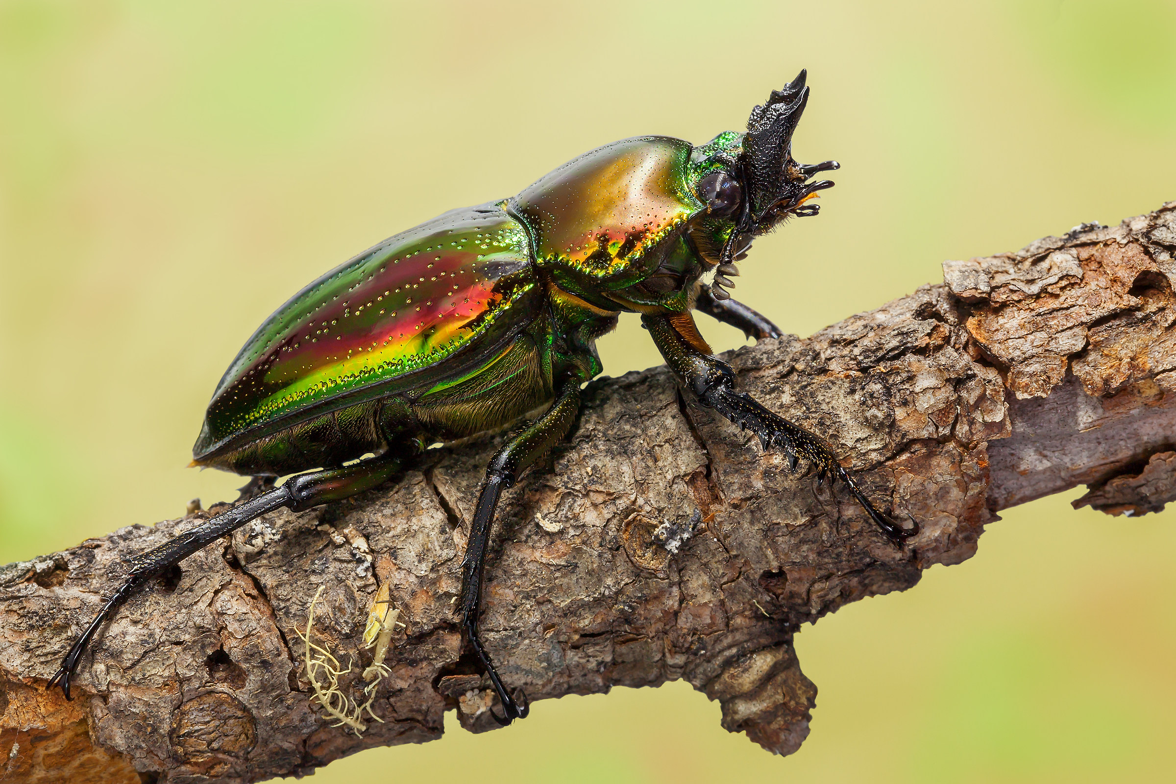 Phalacrognathus muelleri (Macleay, 1885) Femmina