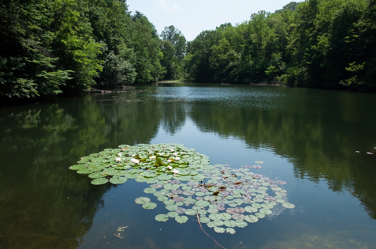 Lake and water lilies