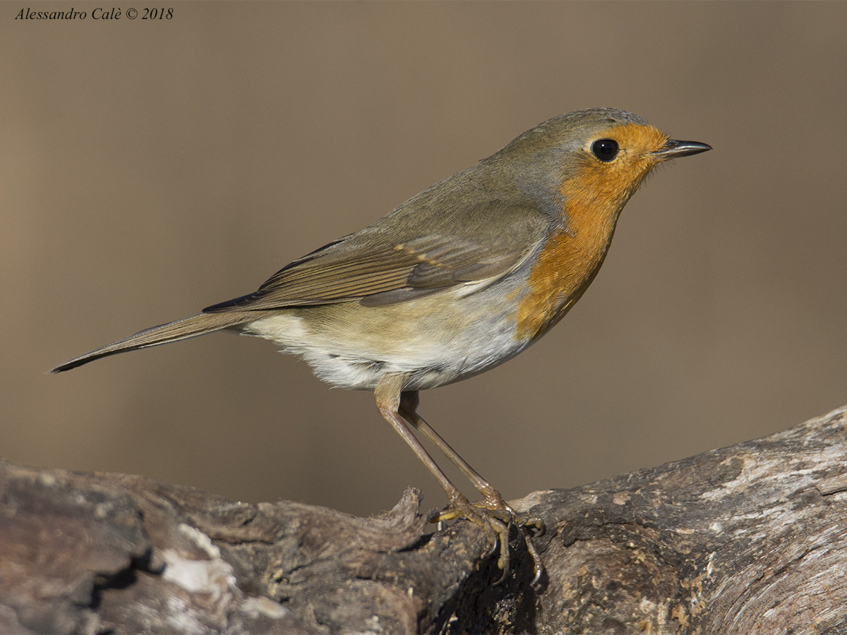 Erithacus nubecola (Petirosso) 2674