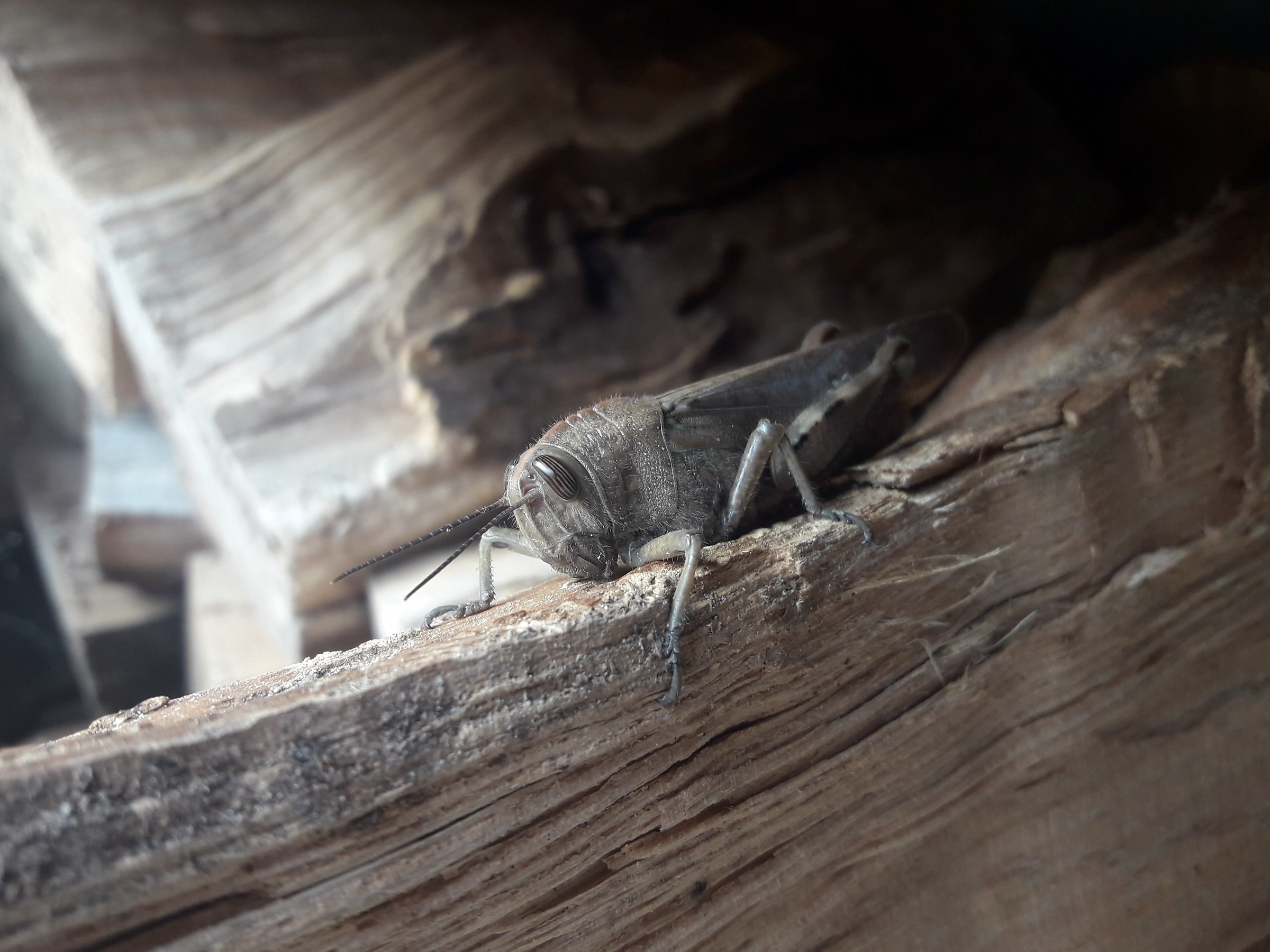 The guest of the Woodshed