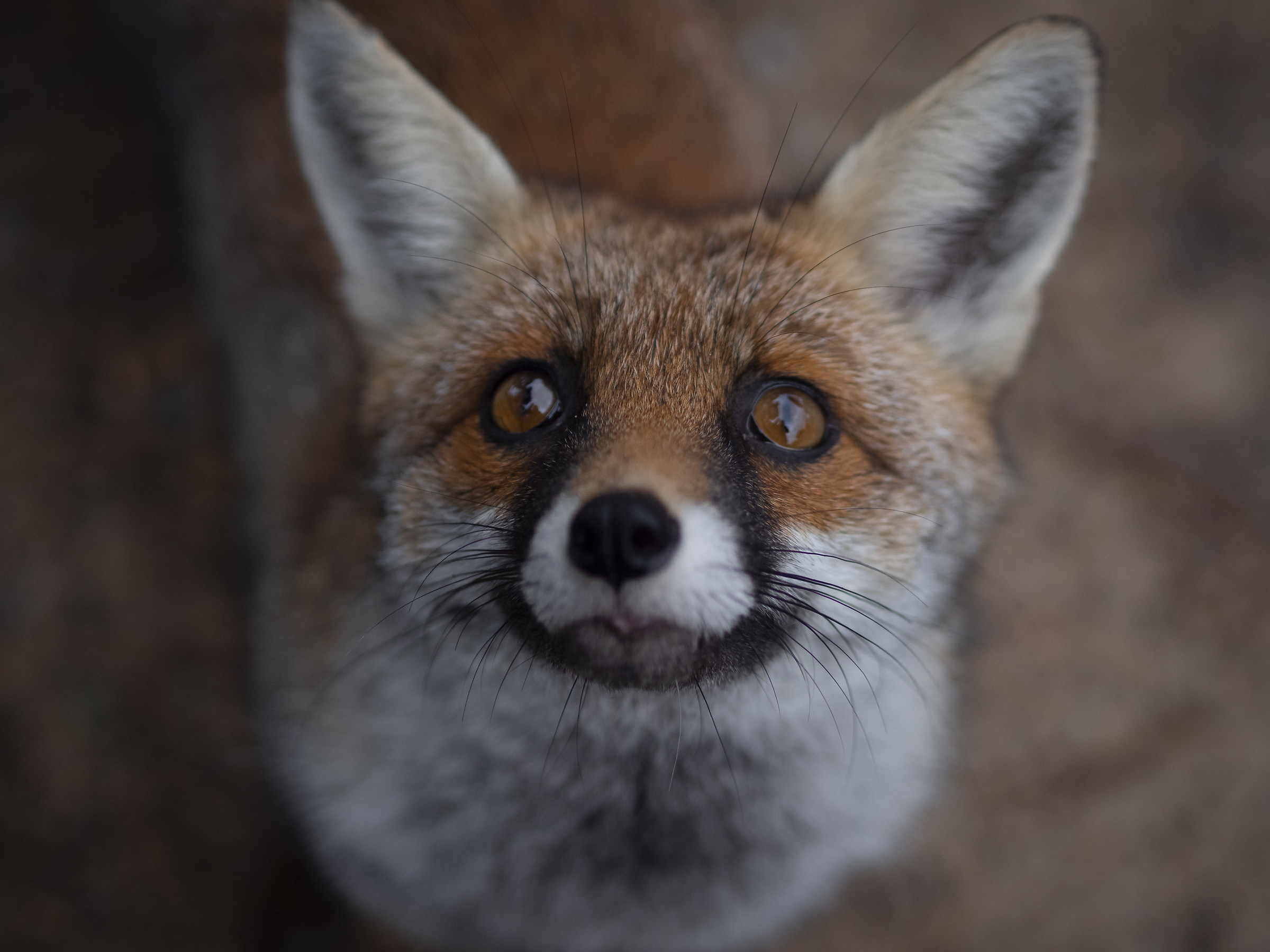 scatto di una volpe in Maremma 3