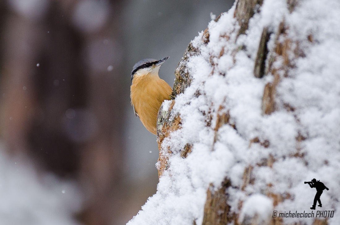 nuthatch