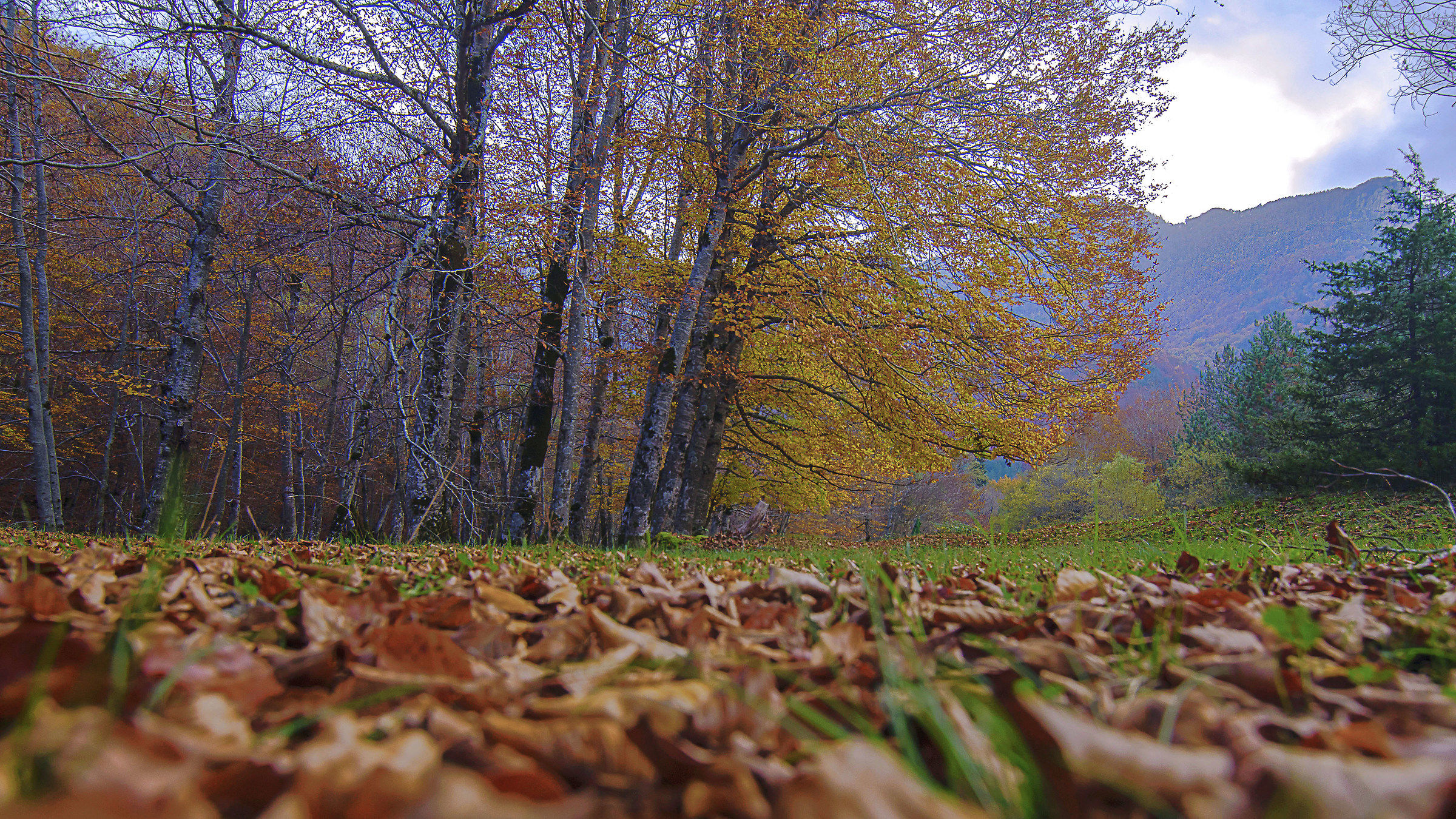 Foglie alla Camosciara
