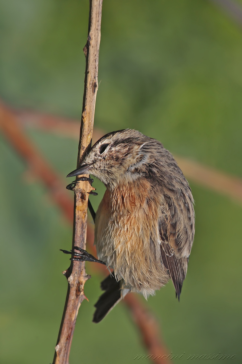 sono stanco( riposino )