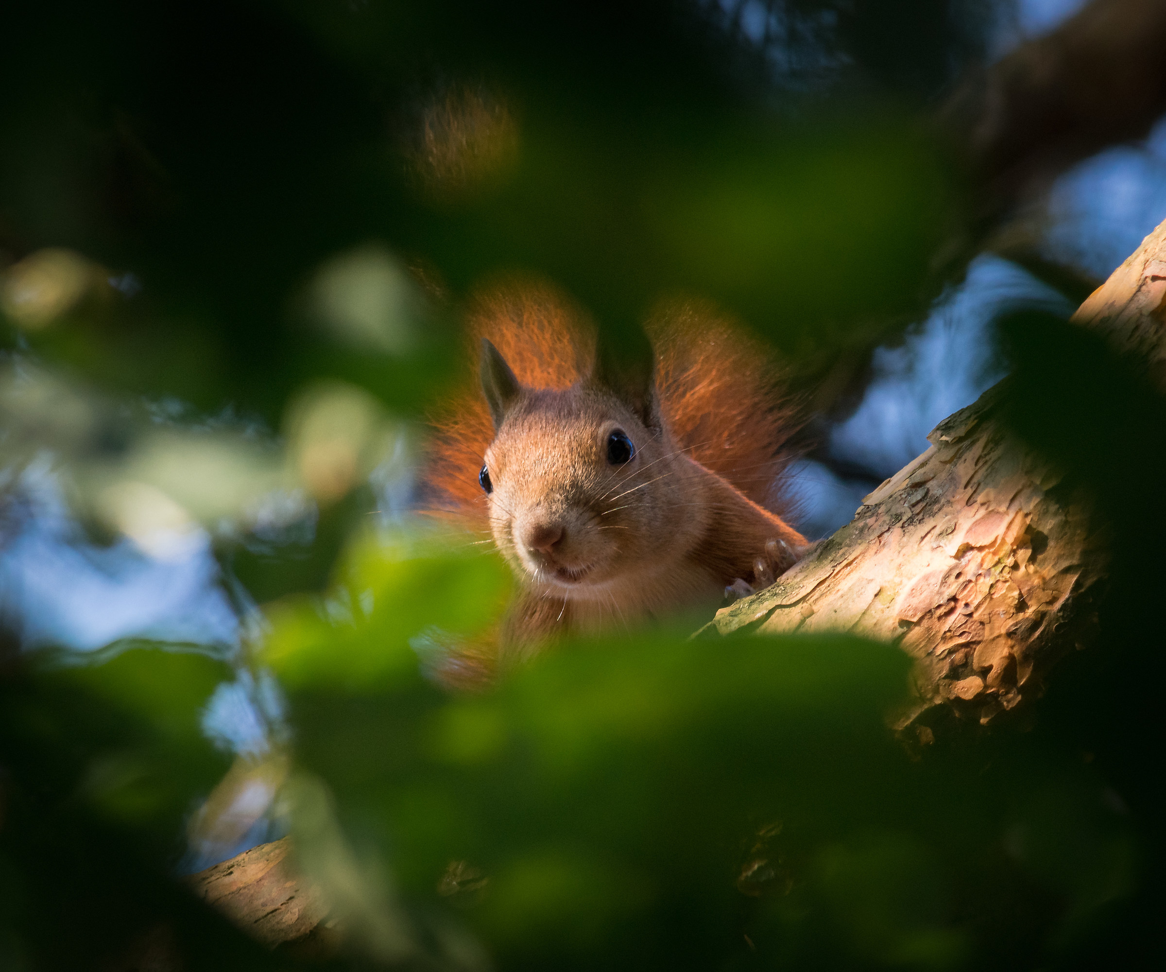 Scoiattolo rosso (Sciurus vulgaris)