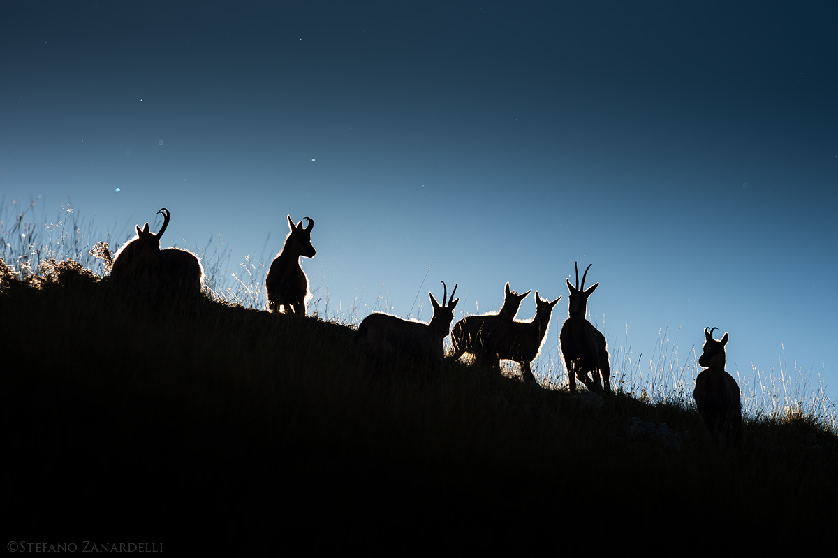 Chamois family