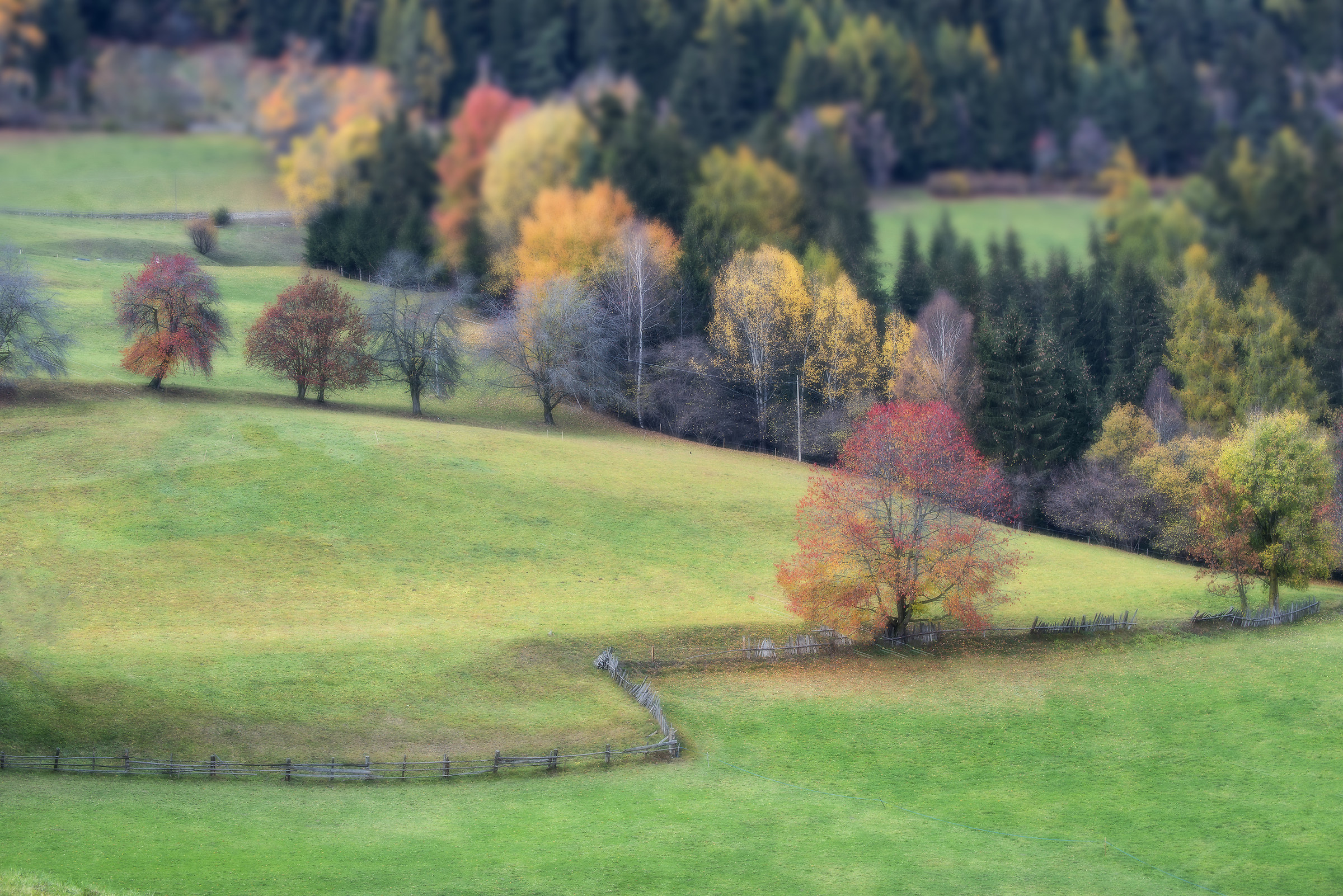 Alberi con i colori dell'autunno
