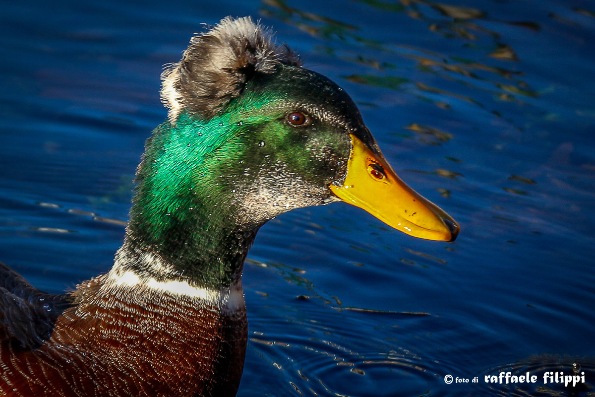Ritratto di "Ciuffetto"