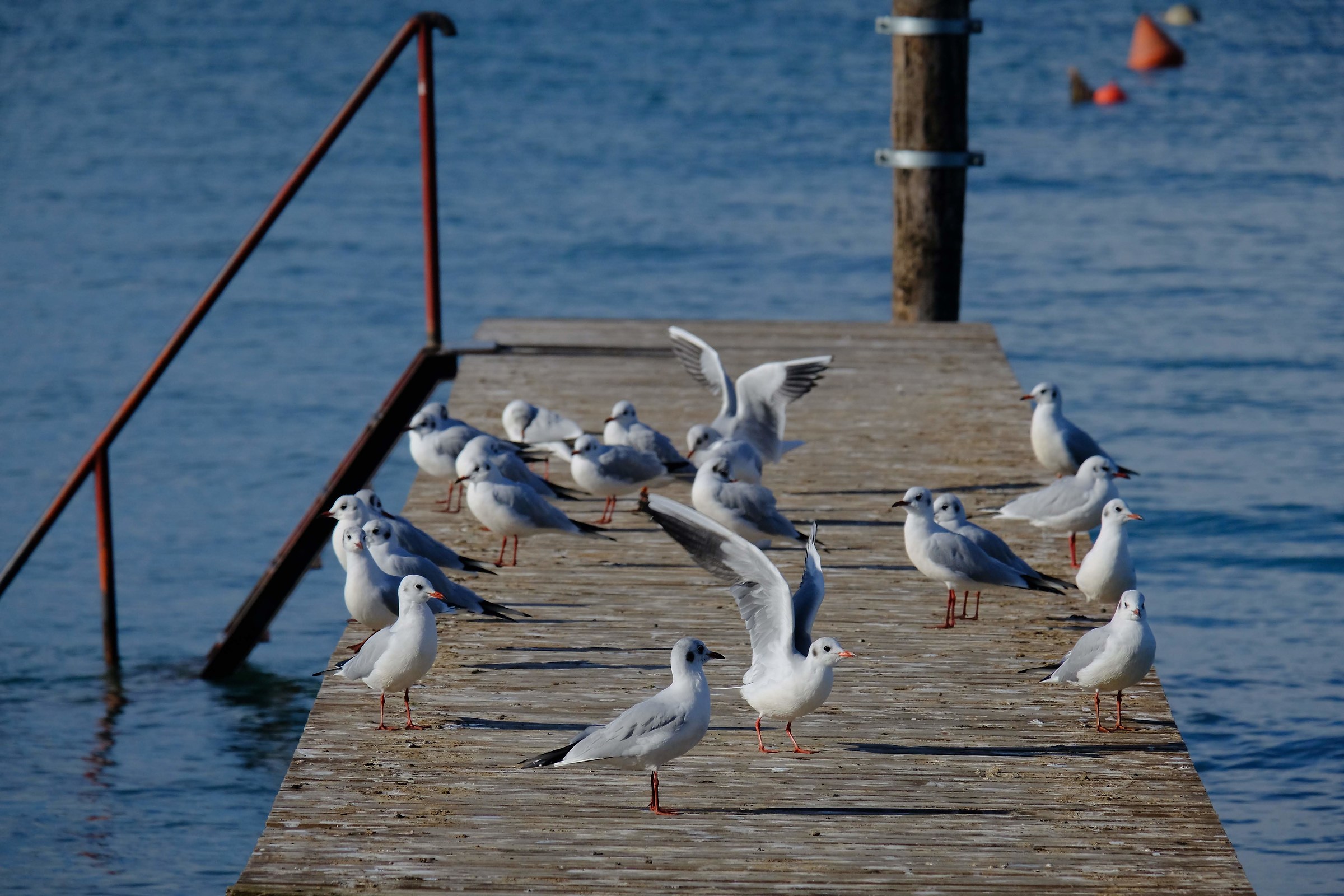 Gabbiani (credo) sul Lago di Garda II