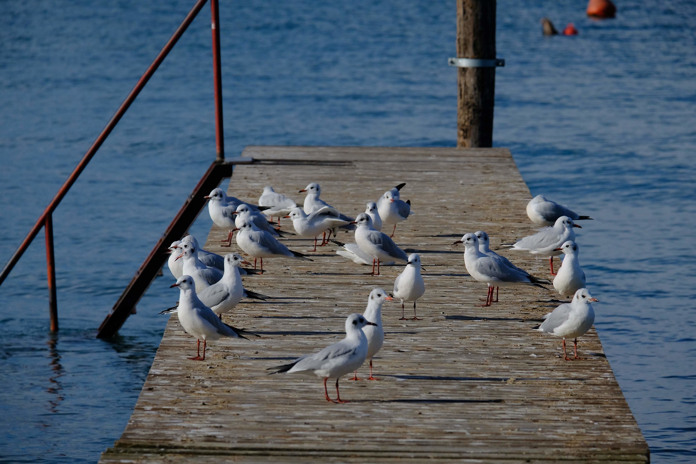 Gabbiani (credo) sul Lago di Garda