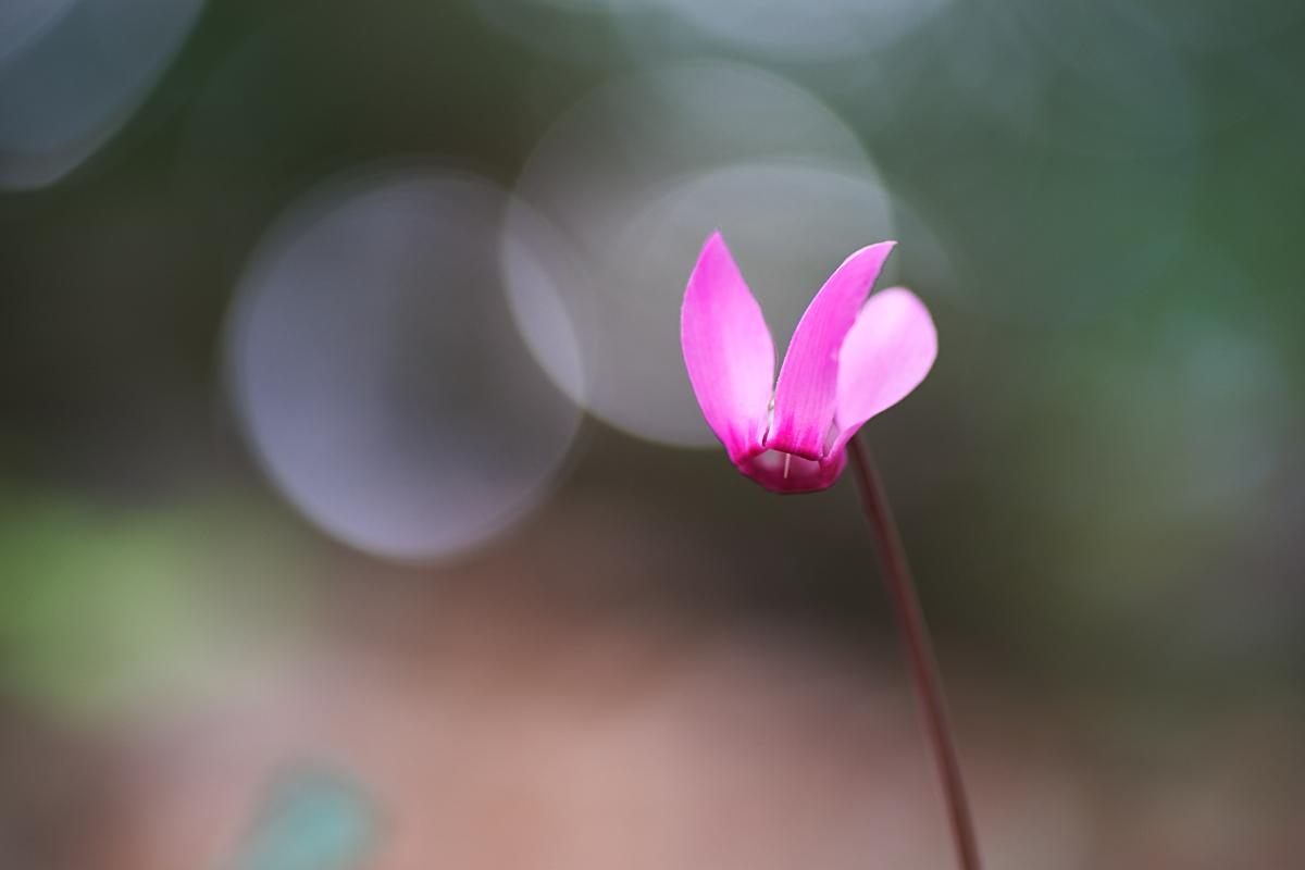 A little teeny-tiny cyclamen