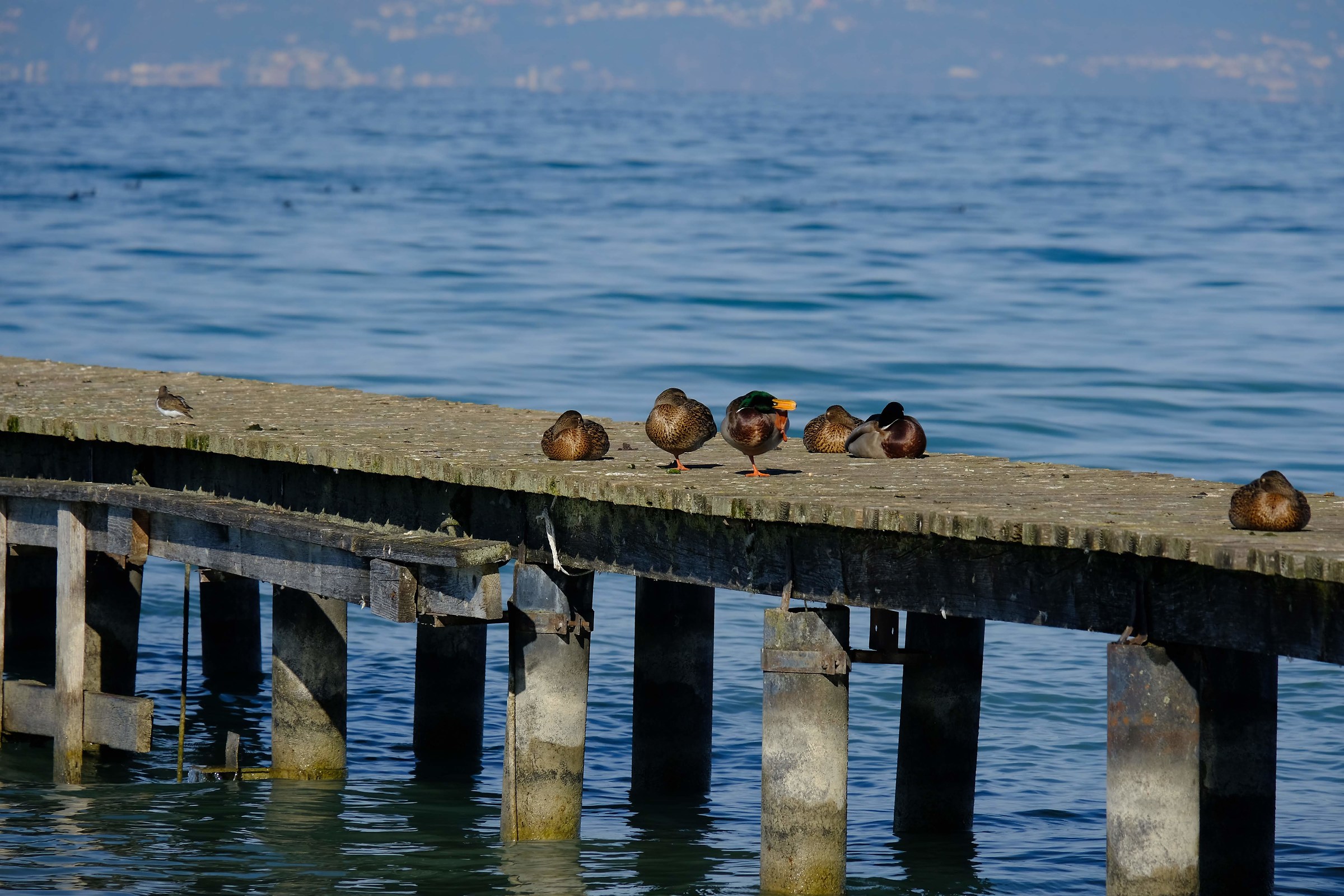 Papere sul Lago di Garda