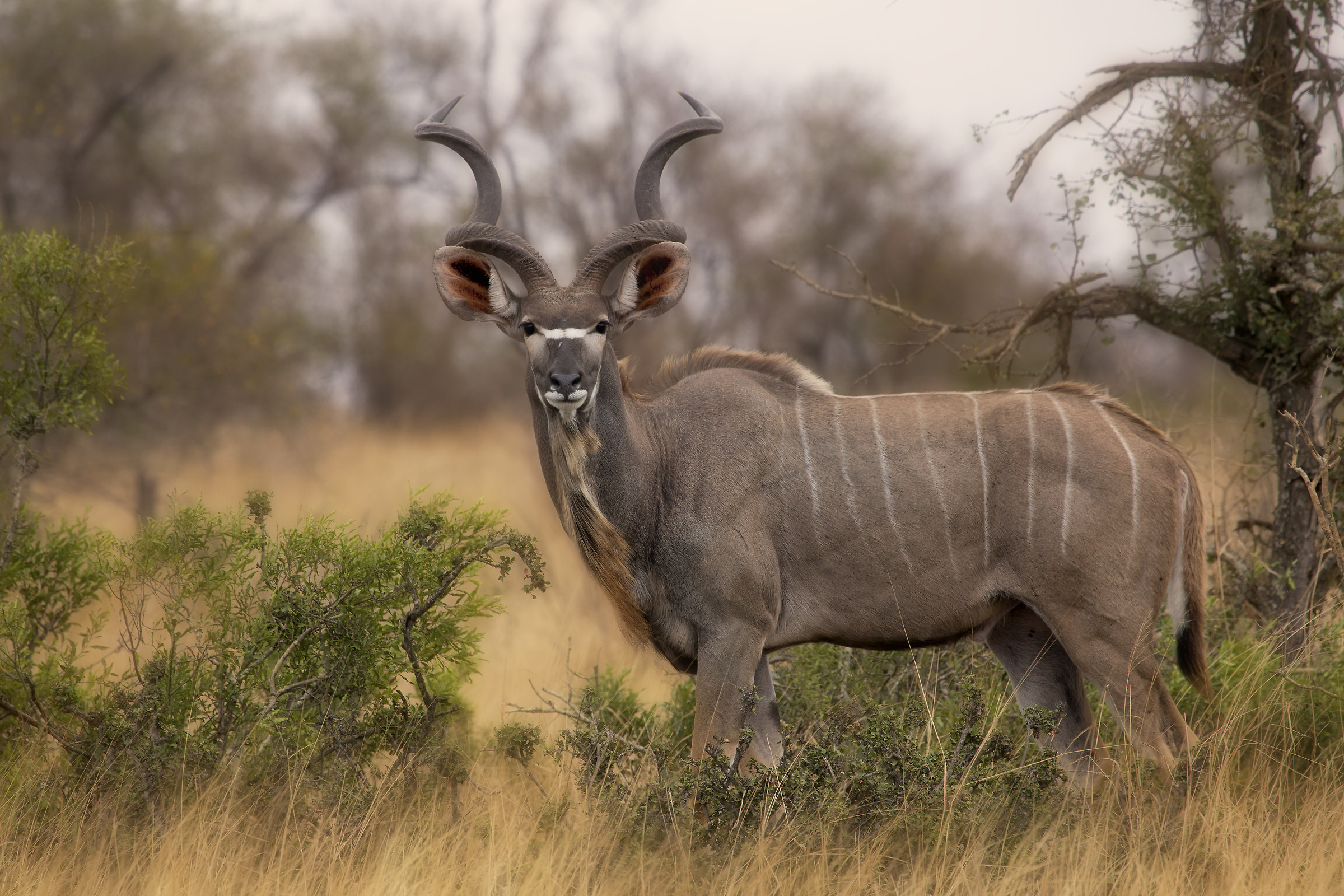 Io vengo dalle fiabe...