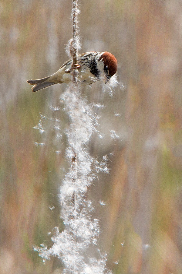 The manufacturer of snow