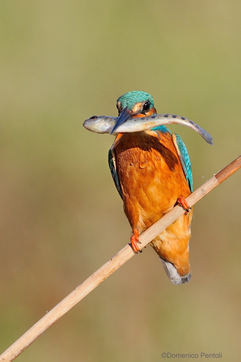 Martin Pescatore...2