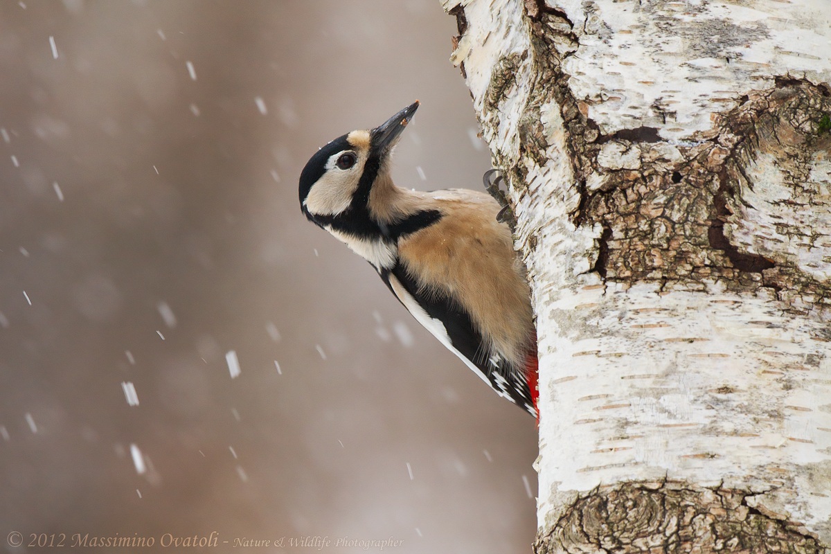 Picchio rosso maggiore