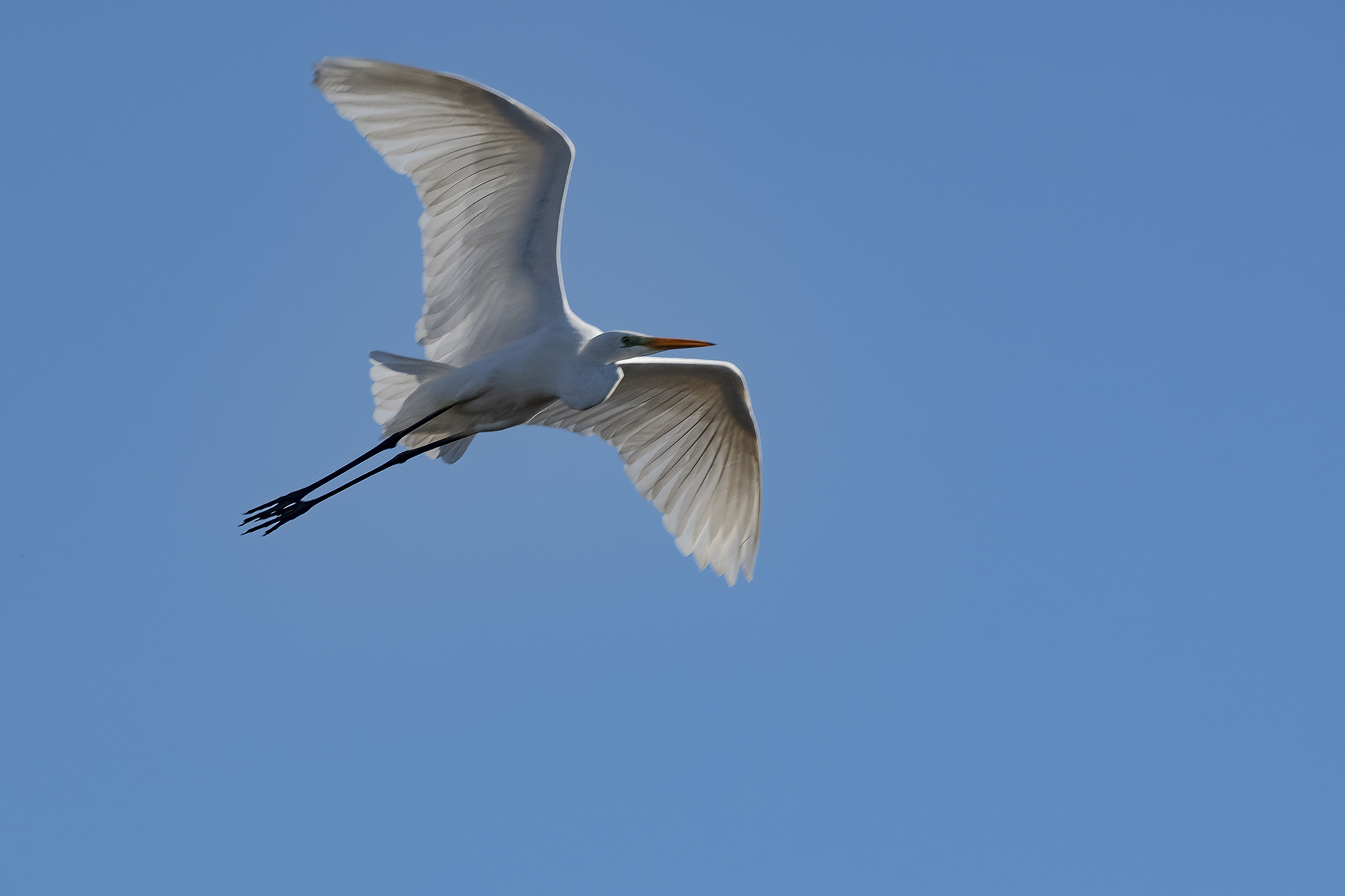 The flight of the white