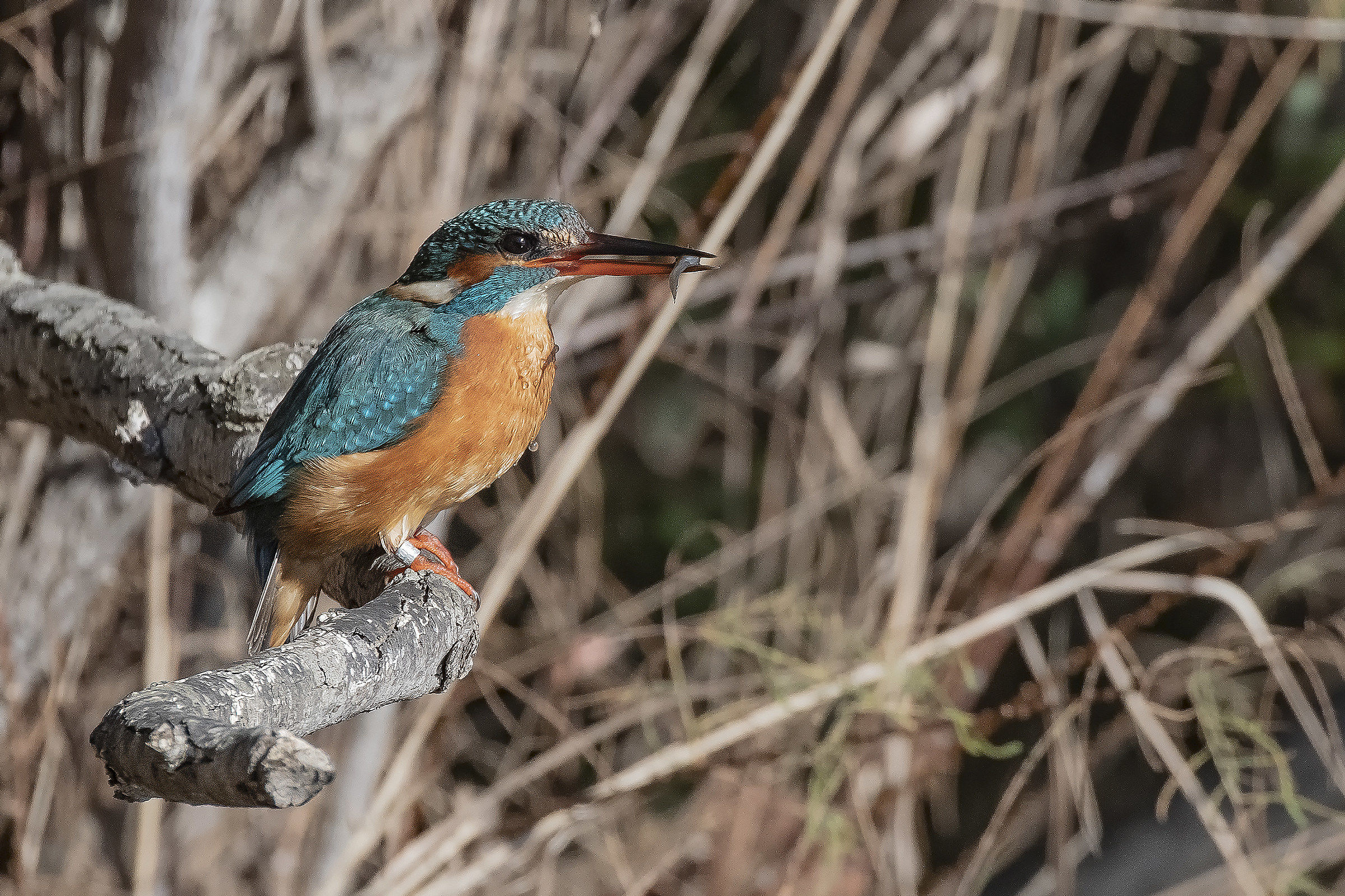 The mini-prey of Martina