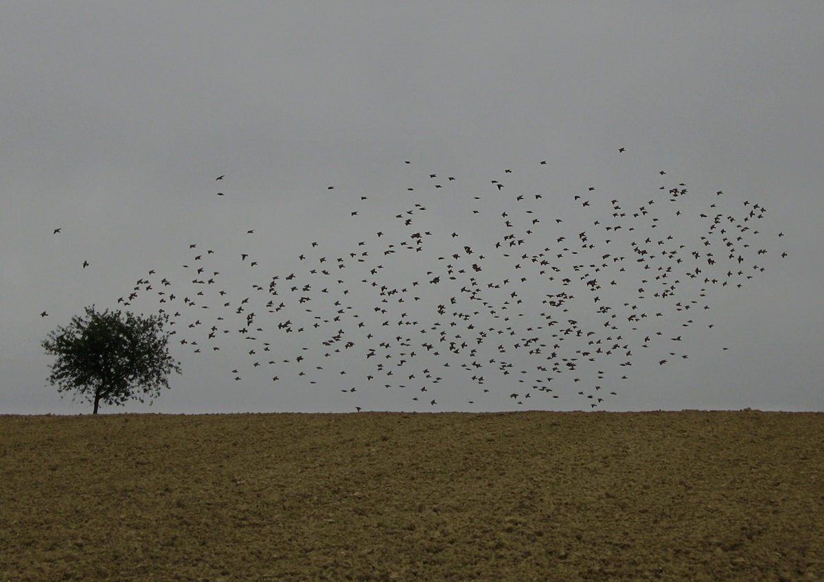 Heaps of birds blacks com'esuli thoughts ...