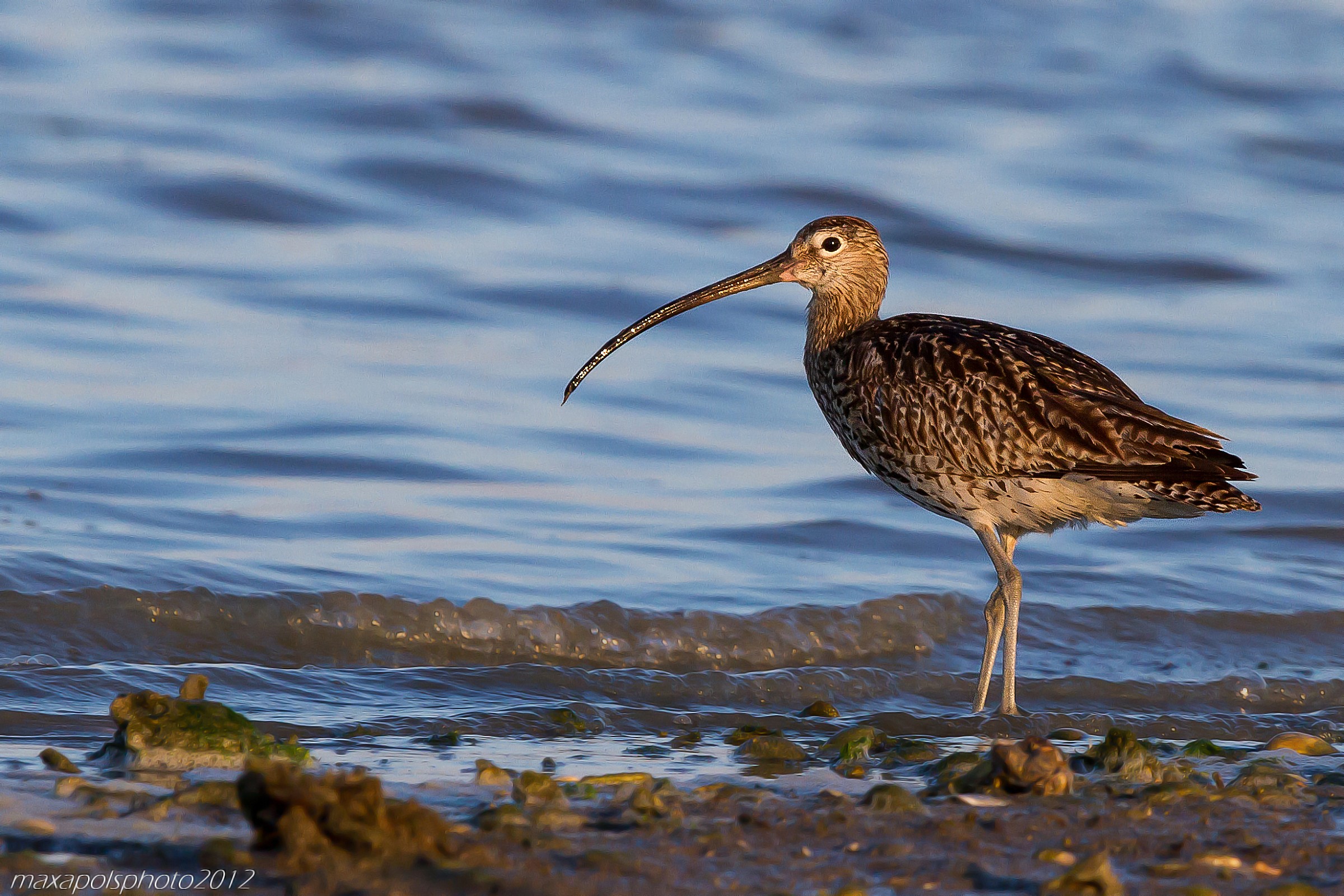 curlew greater at sunset ..