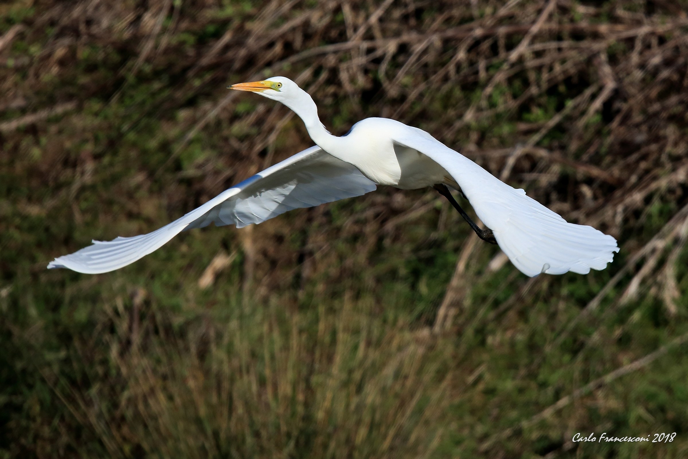 Airone Bianco in fuga