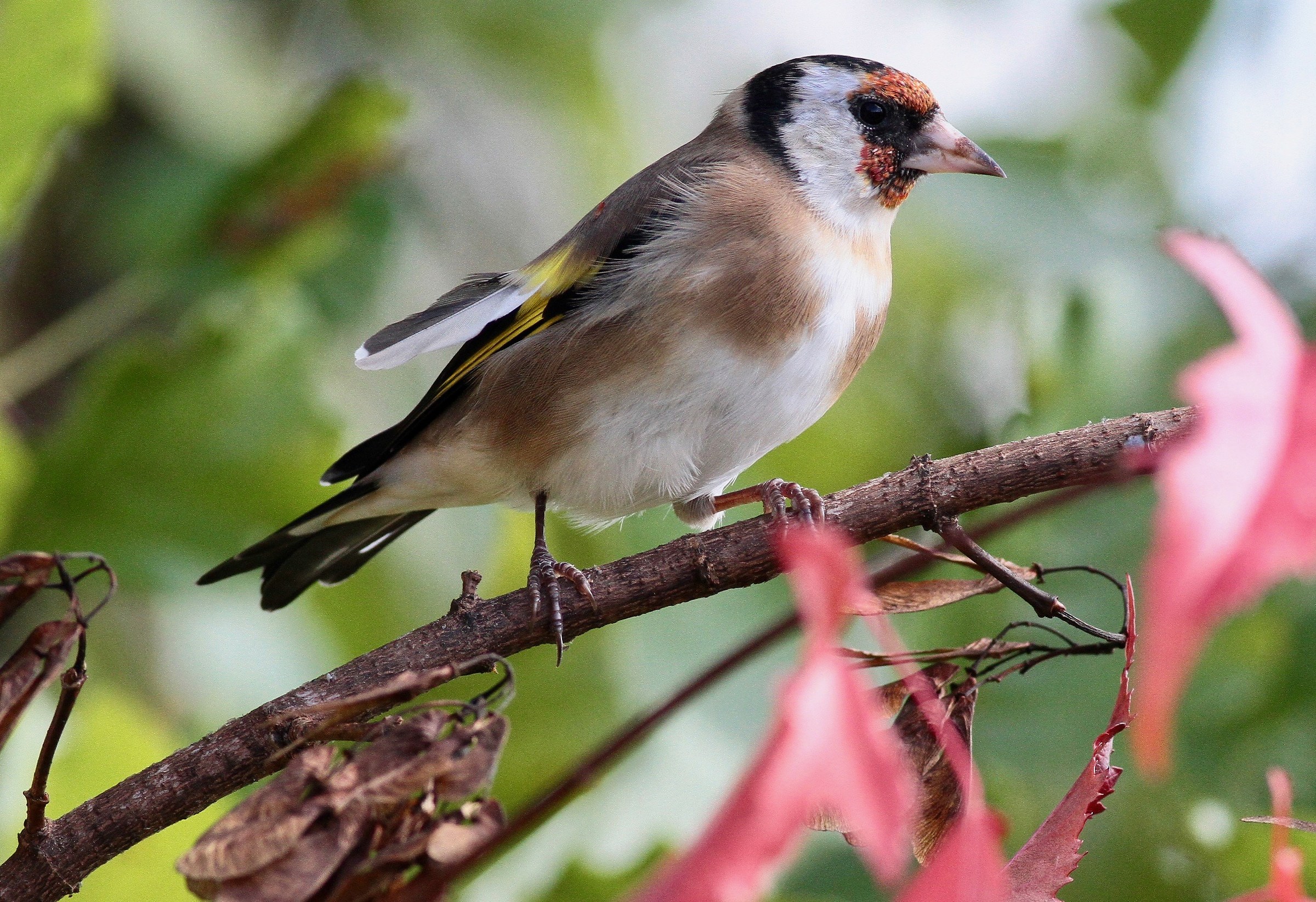 Goldfinch