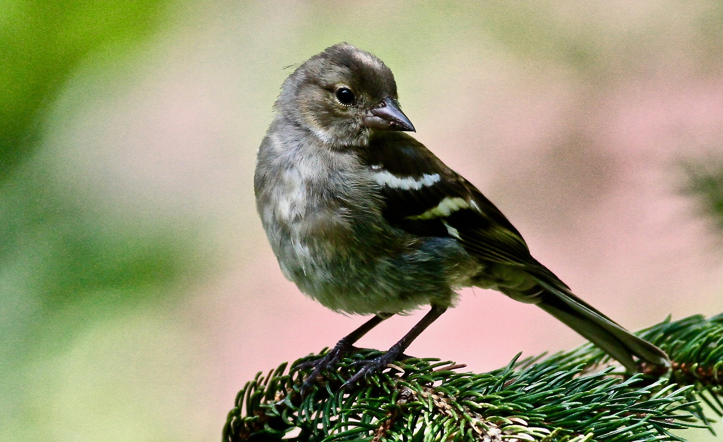 Chaffinch