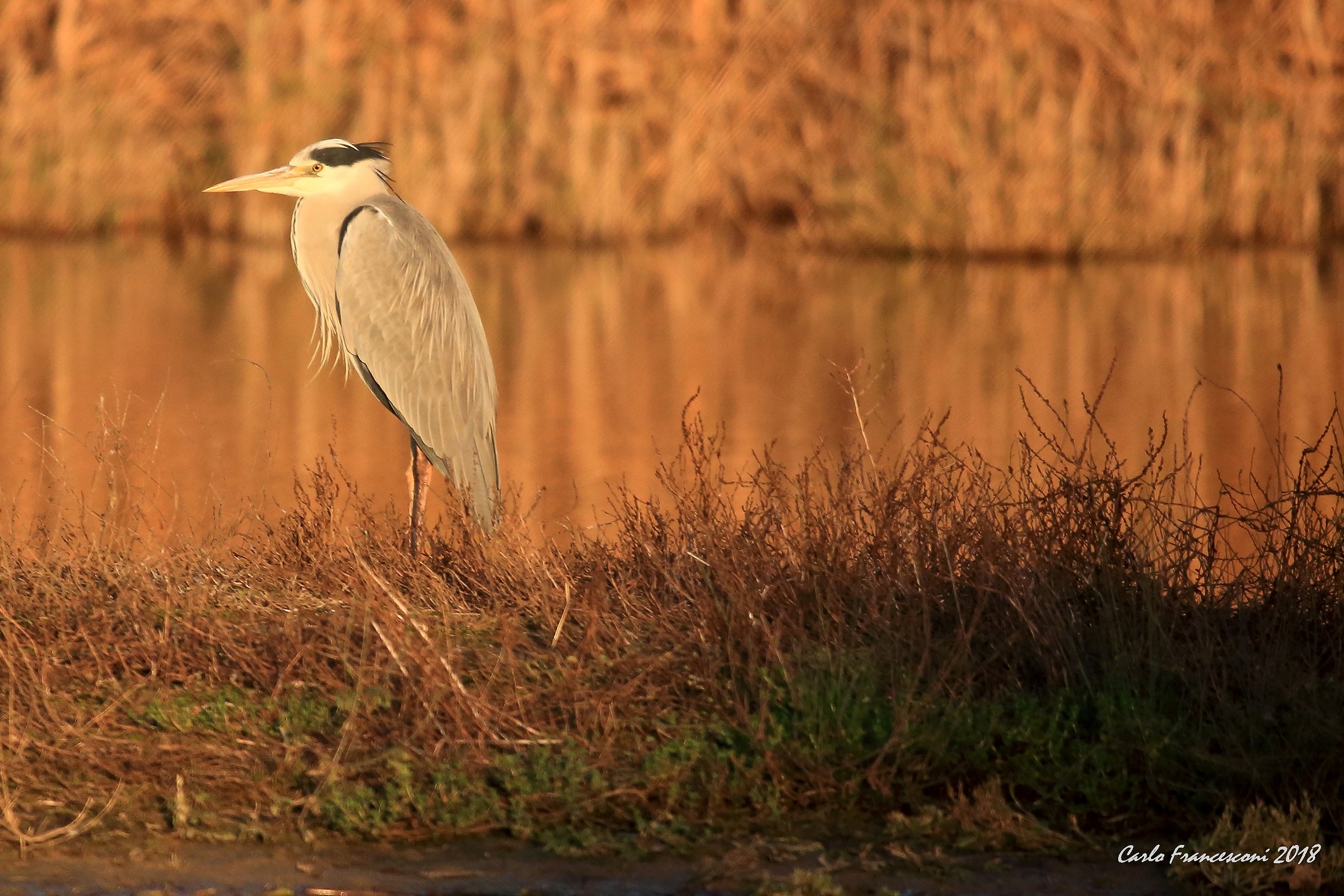 Airone Cenrino al sole della mattina