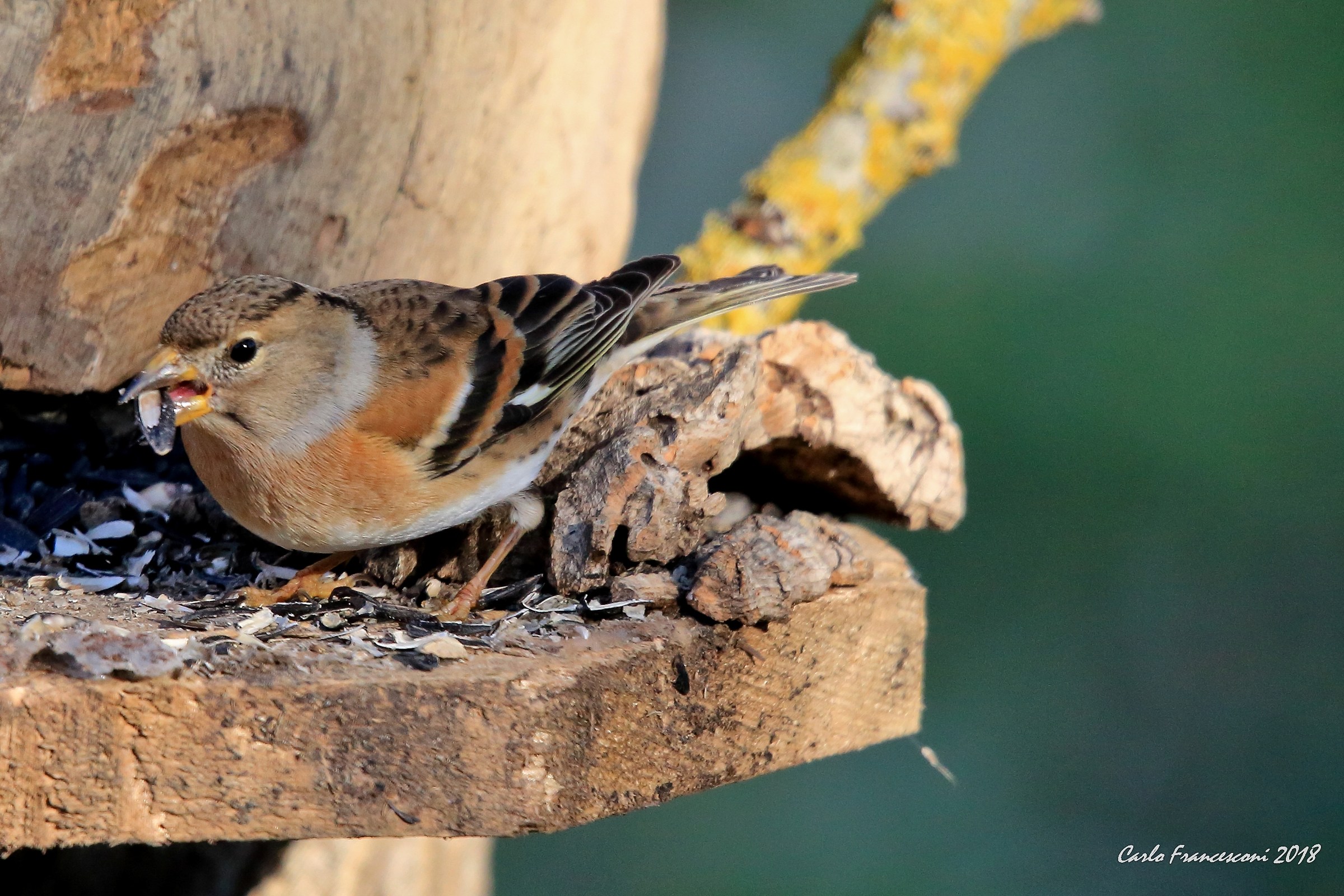 aspetta non mi disturbre