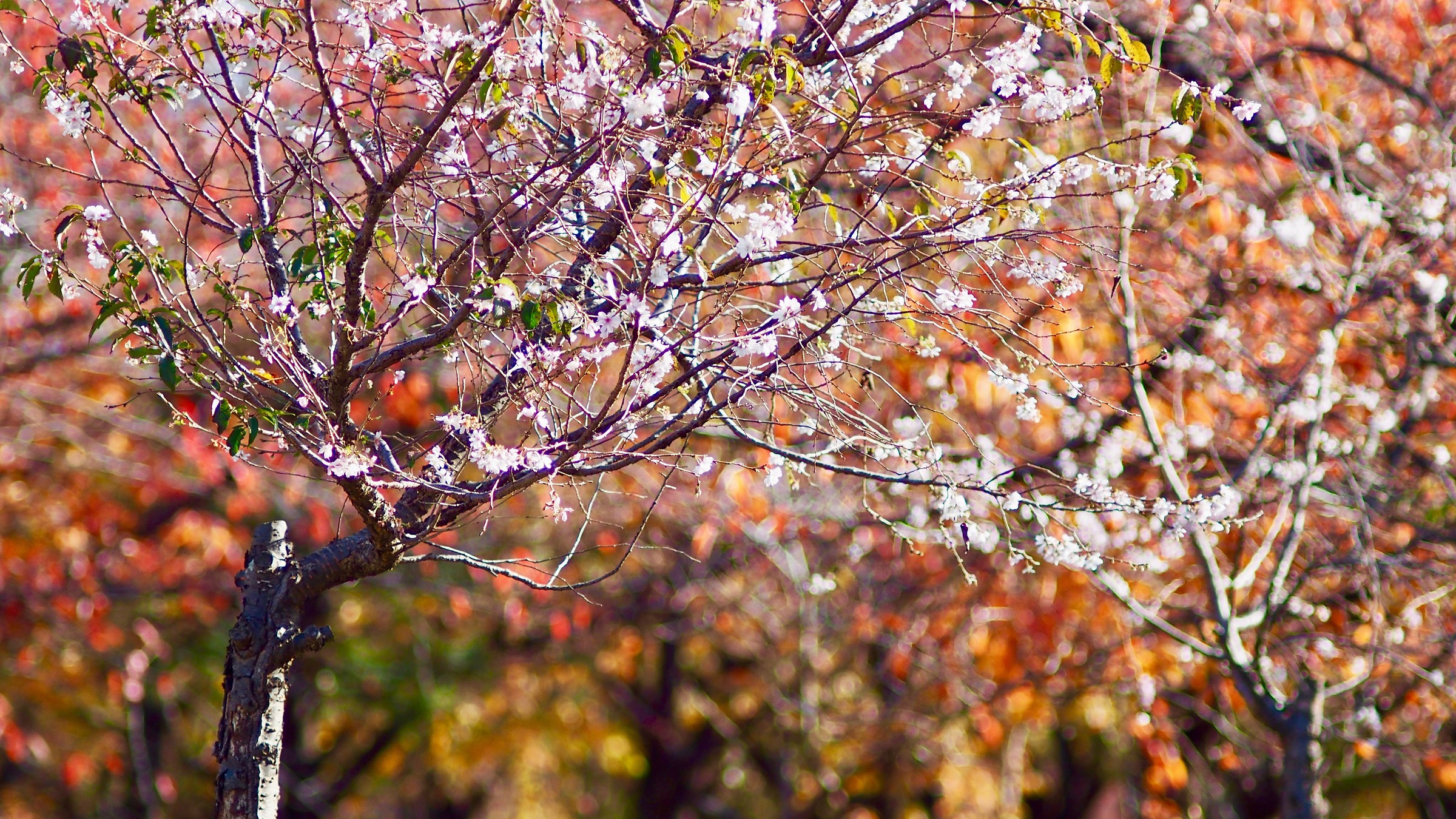 Autumn leaves and Cherry blossom