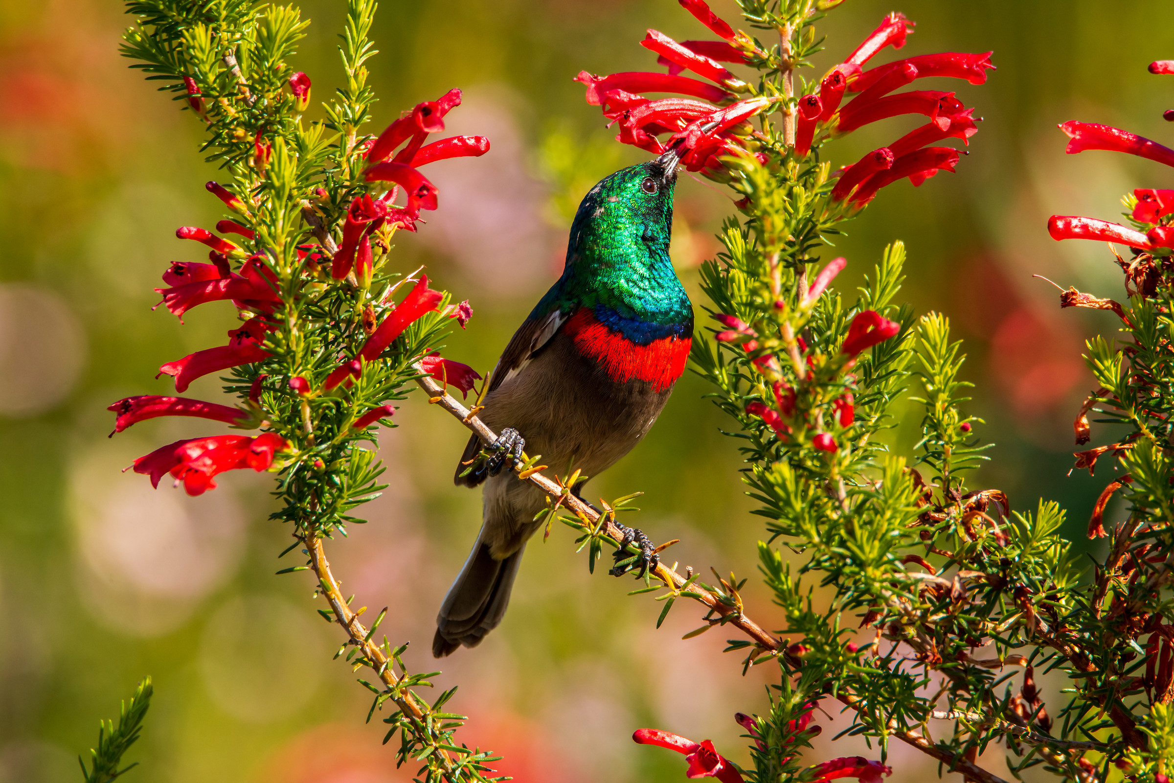 Southern Double-collared Sunbird