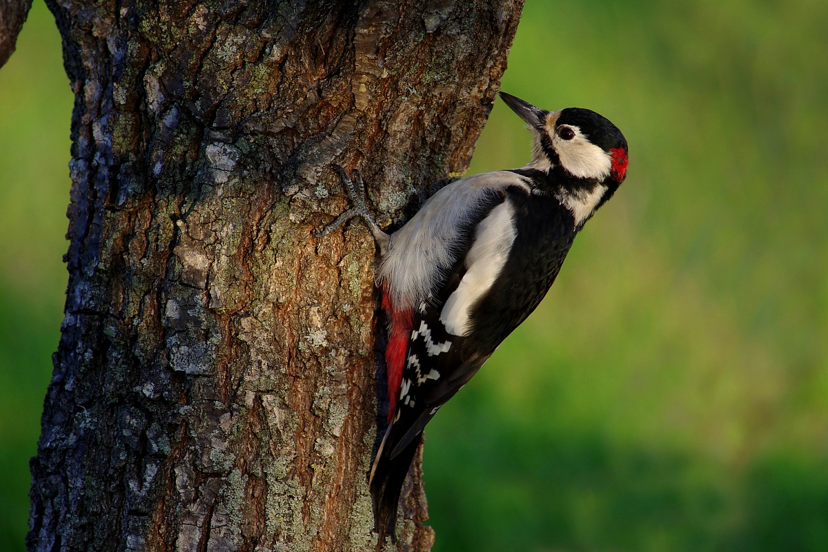 Woodpecker