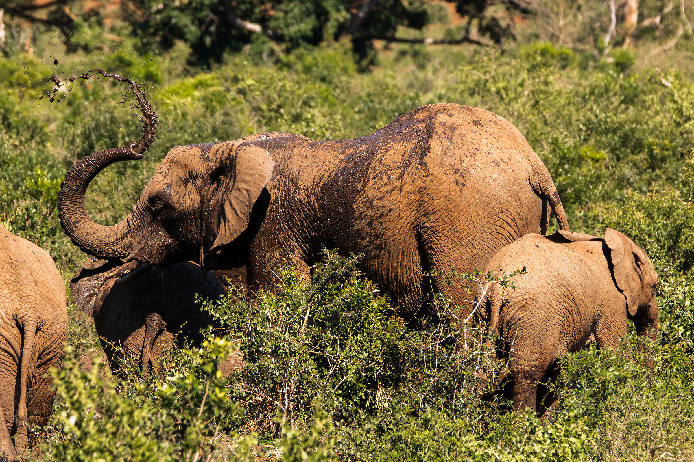 Elefante africano - Hluhluwe iMfoloze Park