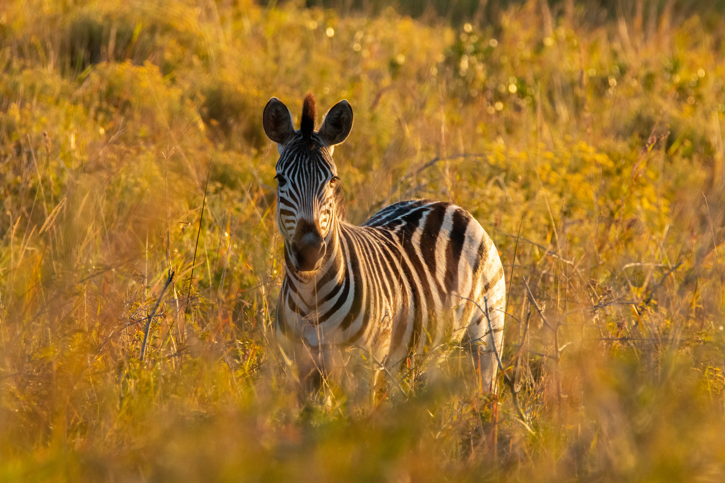 Zebra - iSimangaliso Wetland Park