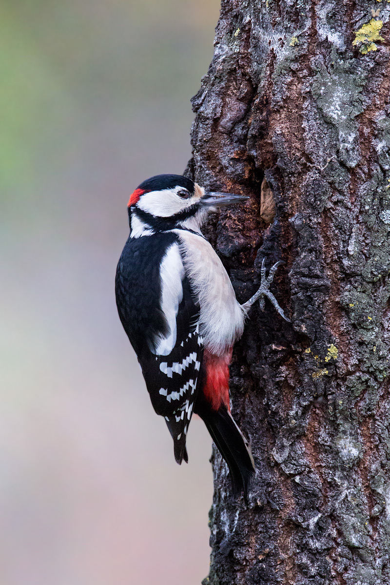 Picchio Rosso Maggiore