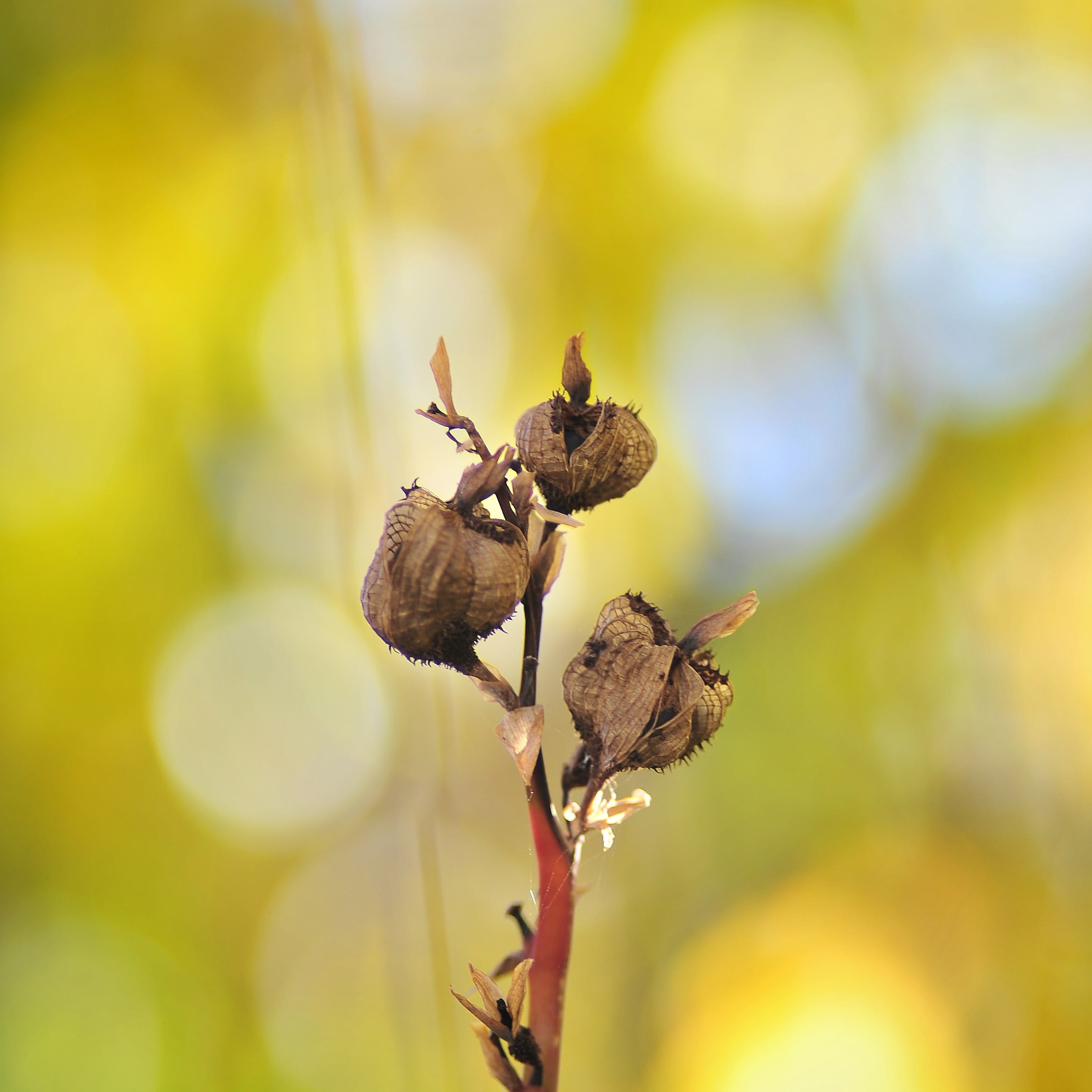 Dry efflorescence of the Yukan barrel