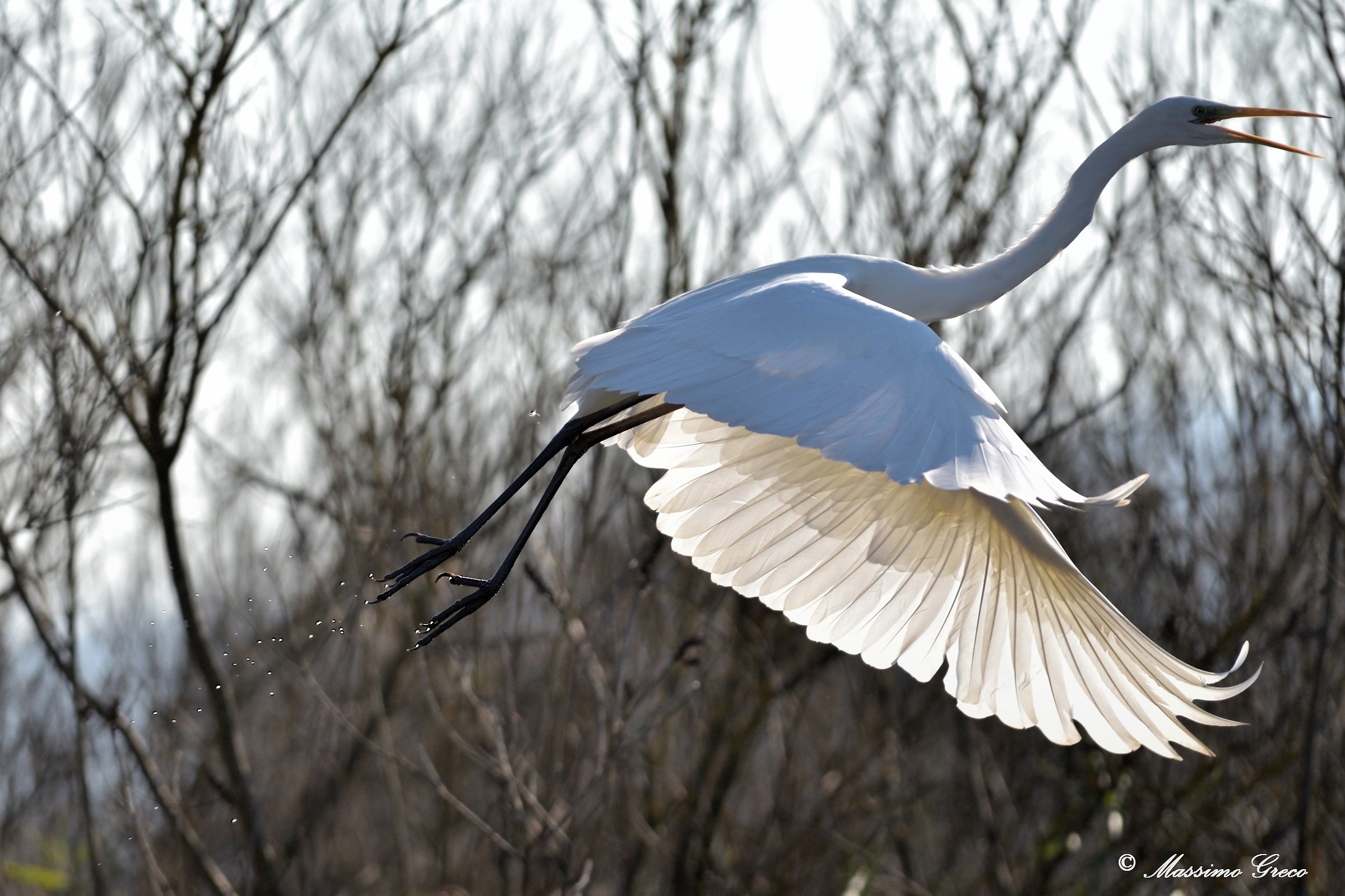 A breath of poetry in the woods