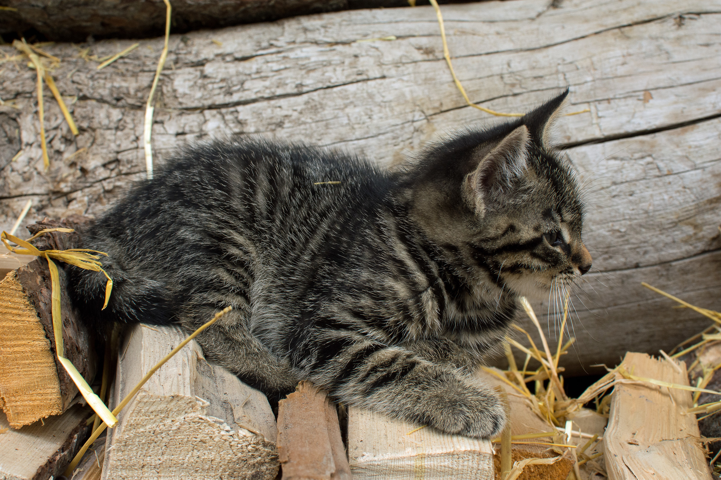 Almost playing time.