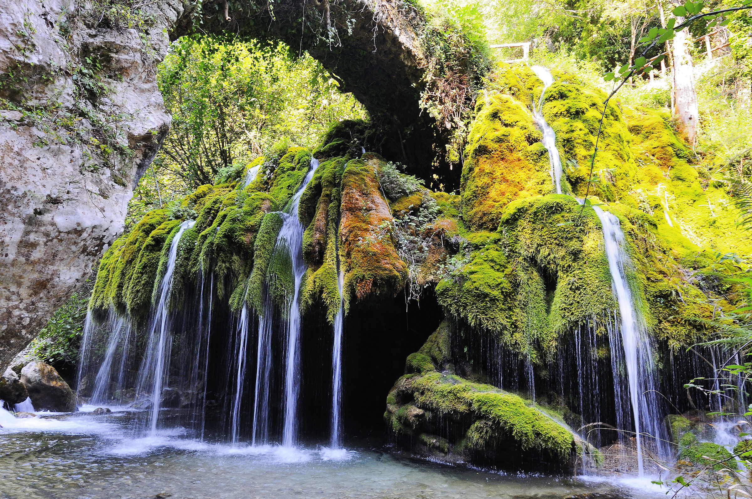 Waterfall Hair of Venus