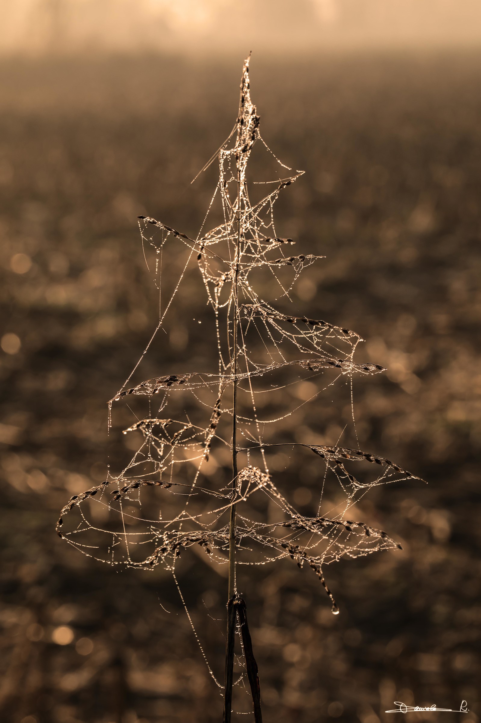 Il Natale quando arriva arriva