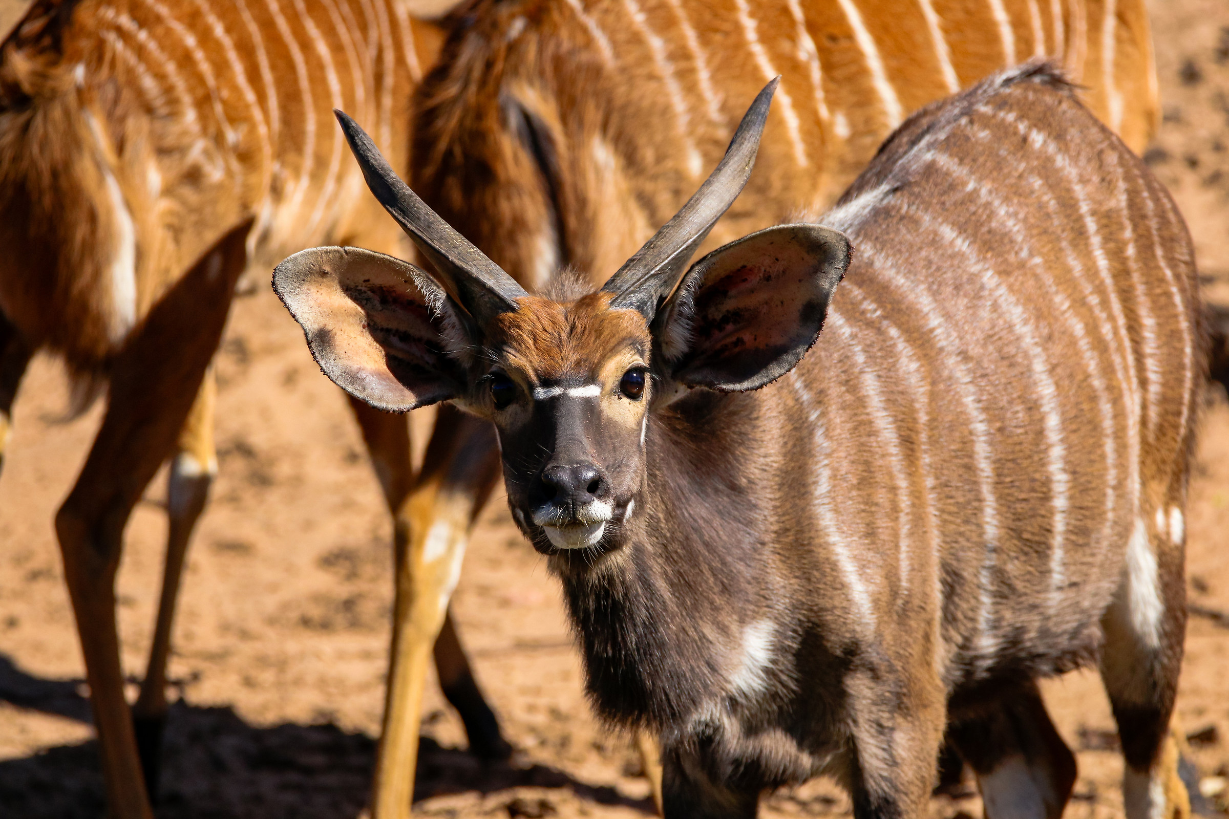 Nyala Juv.