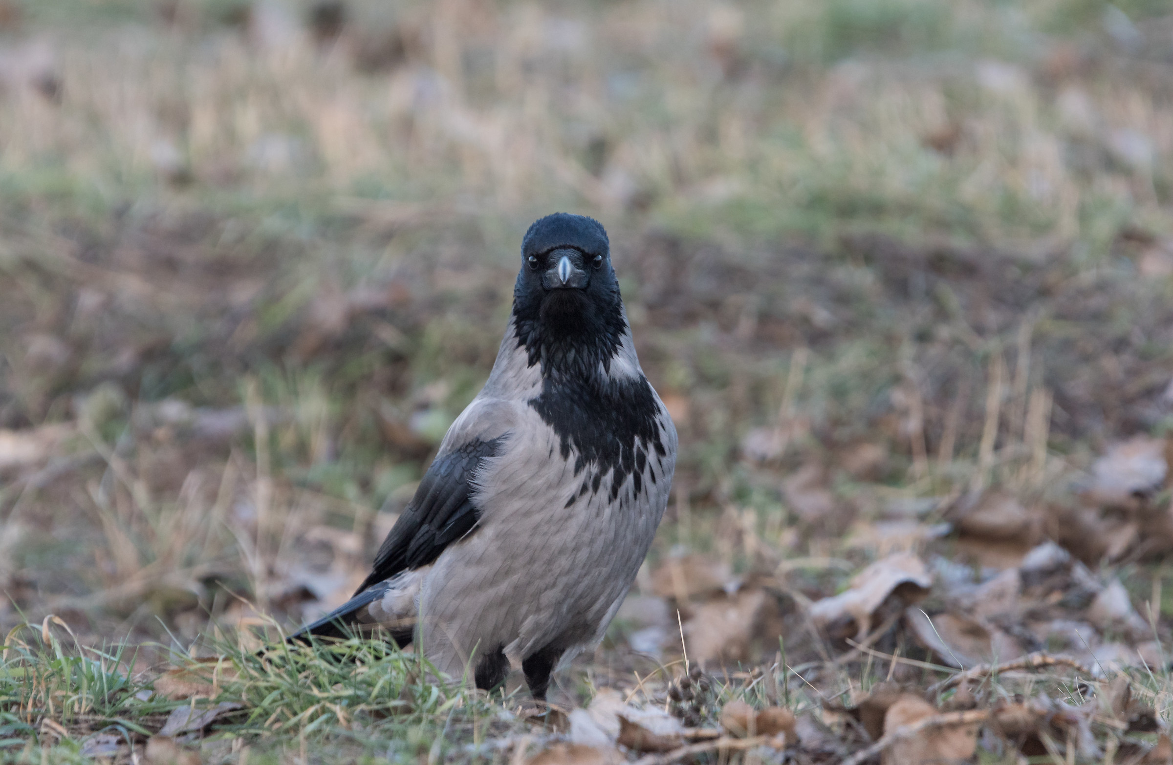 Hooded crow (Corvus cornix)