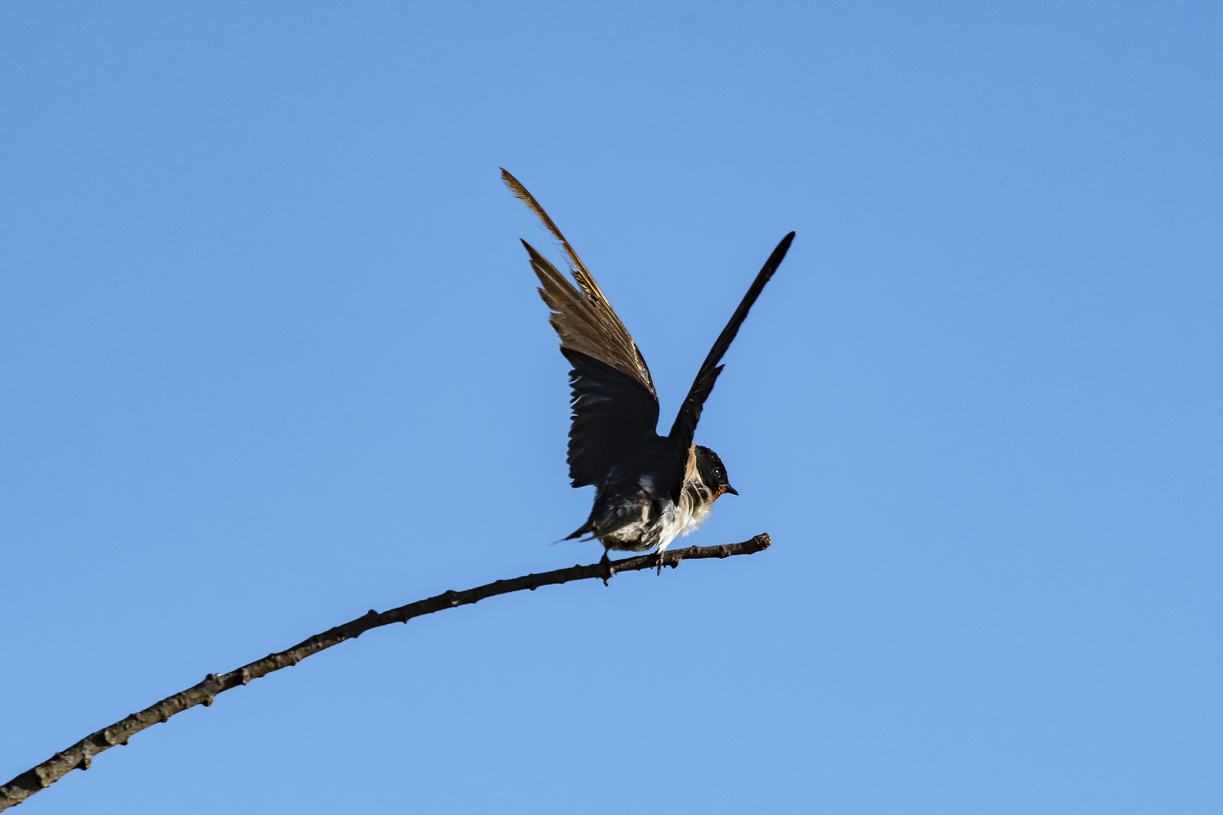 Swallow at the end of November