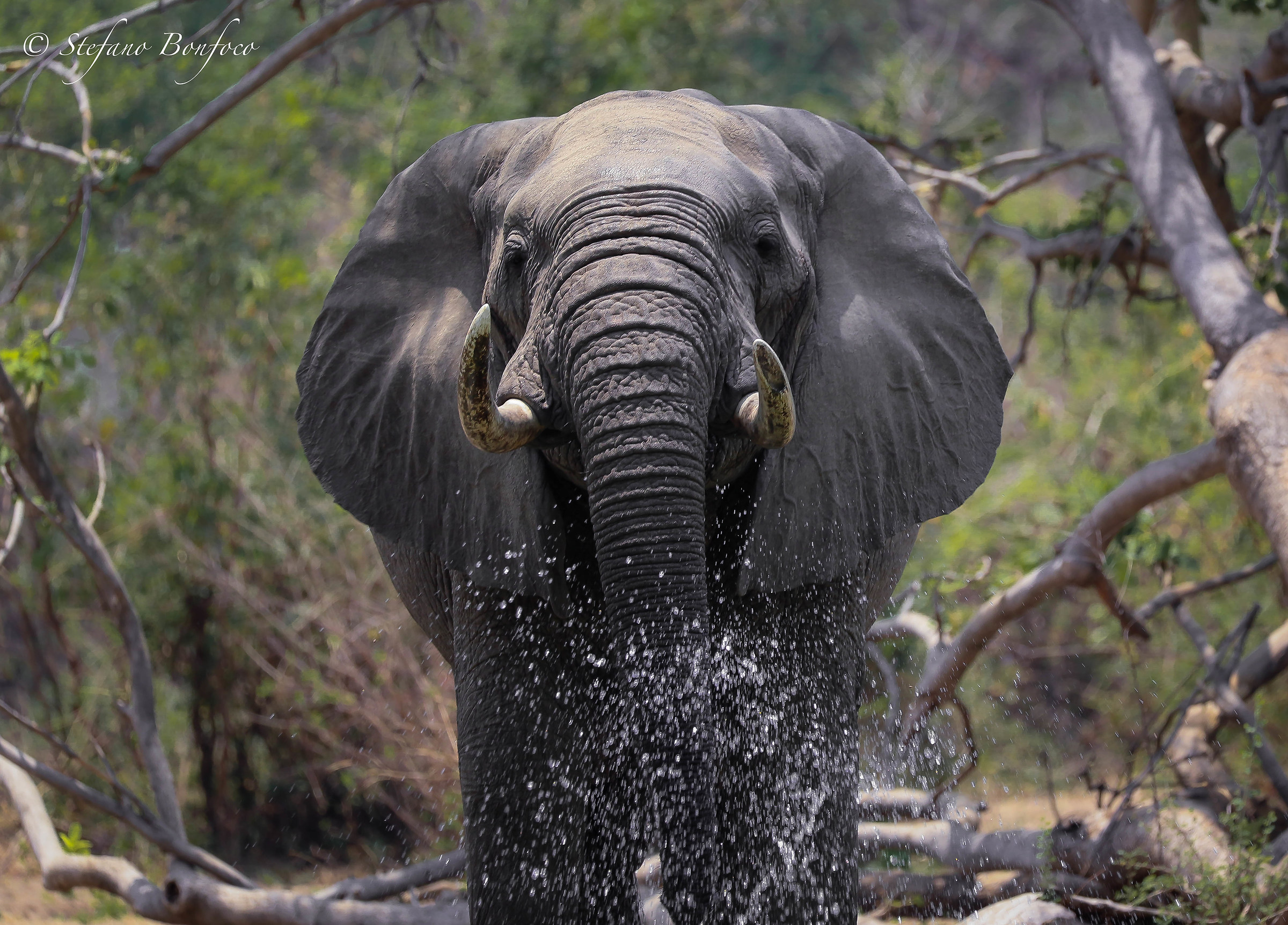 Elephant (Loxodonta africana)