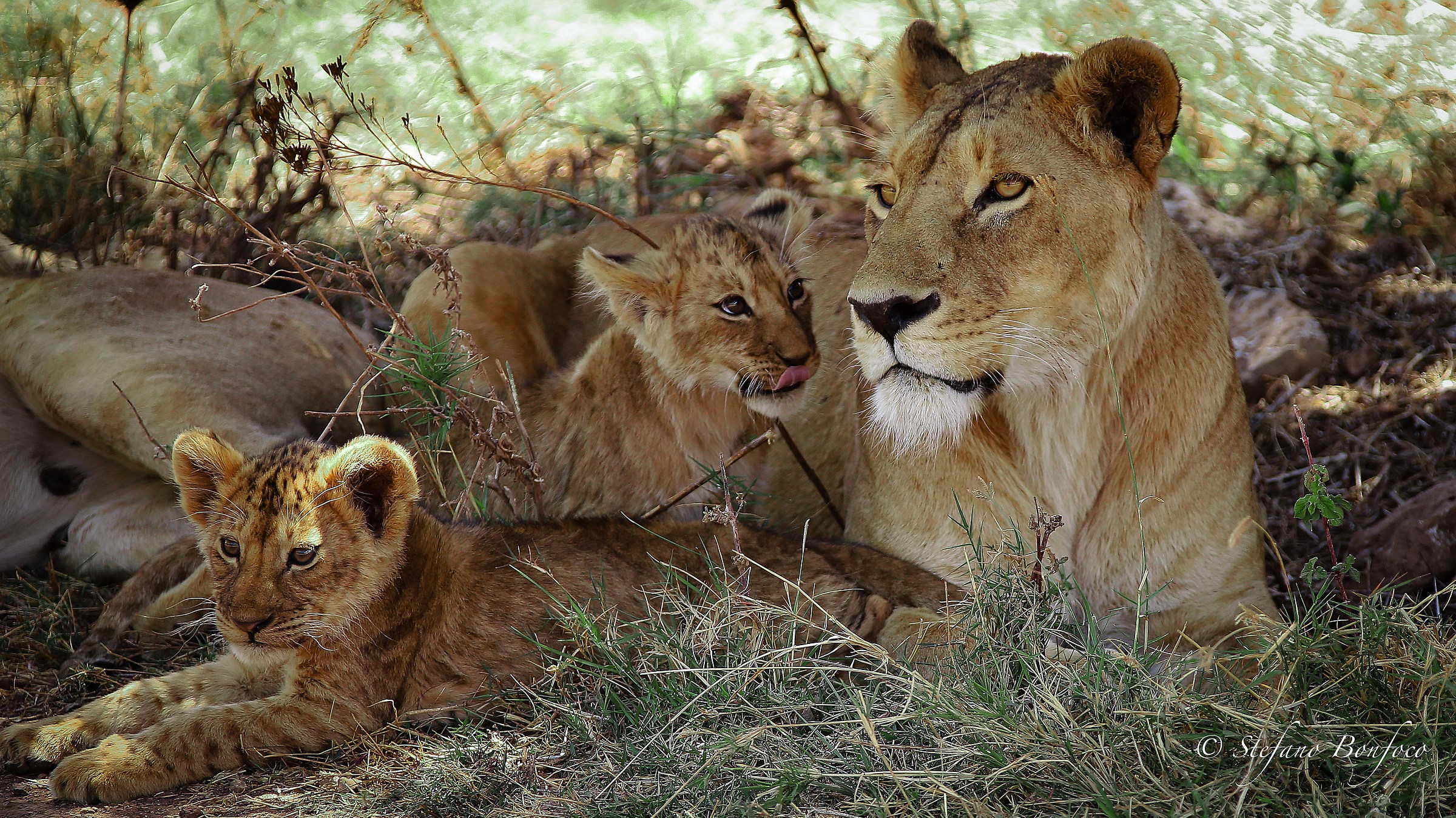 Family of Lions (Panthera leo)