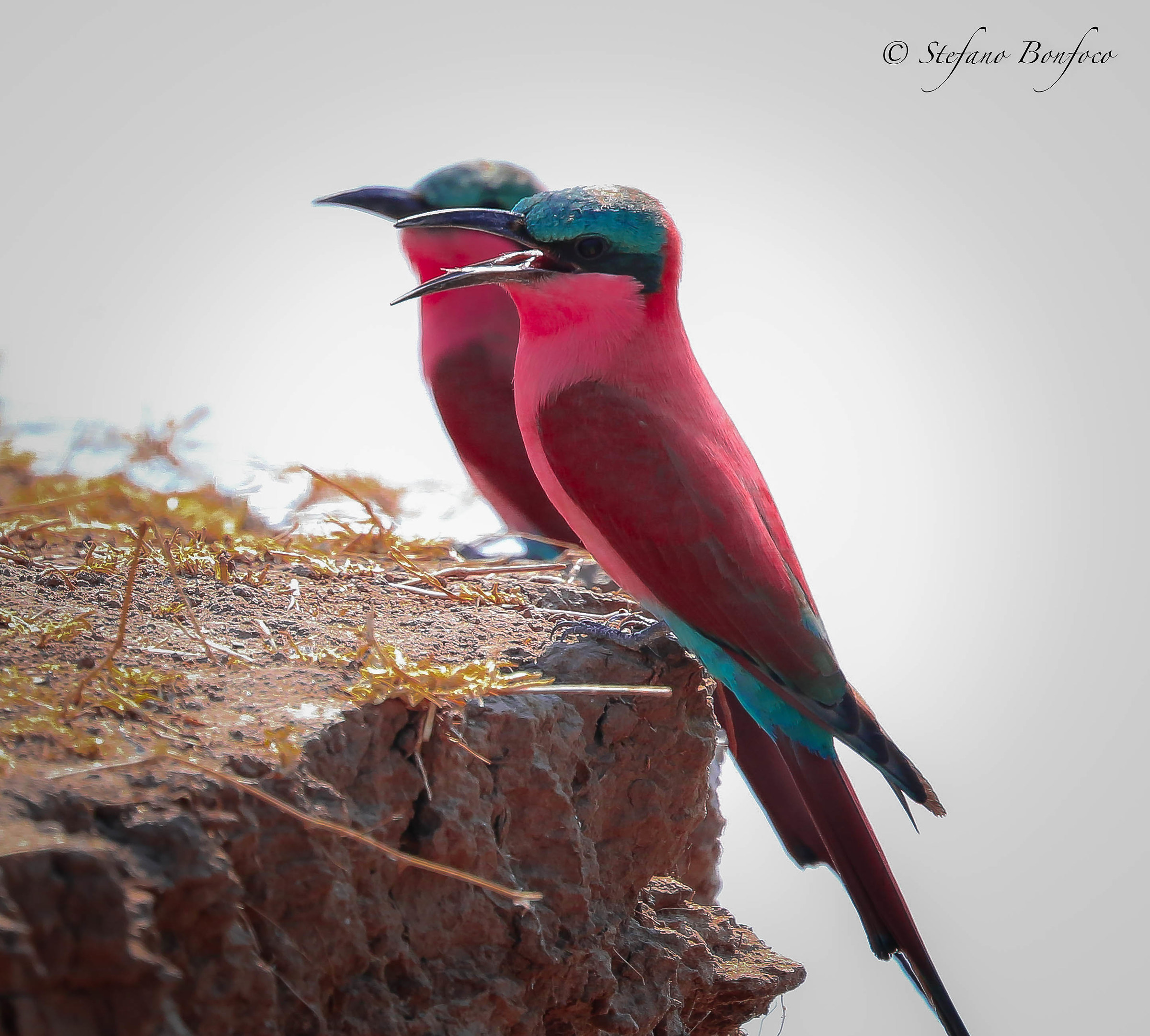 Southern Carmine Bee-eater (Merops nubicoides)