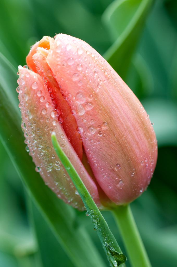 Tulipano Rosa/Arancione - Sigurta