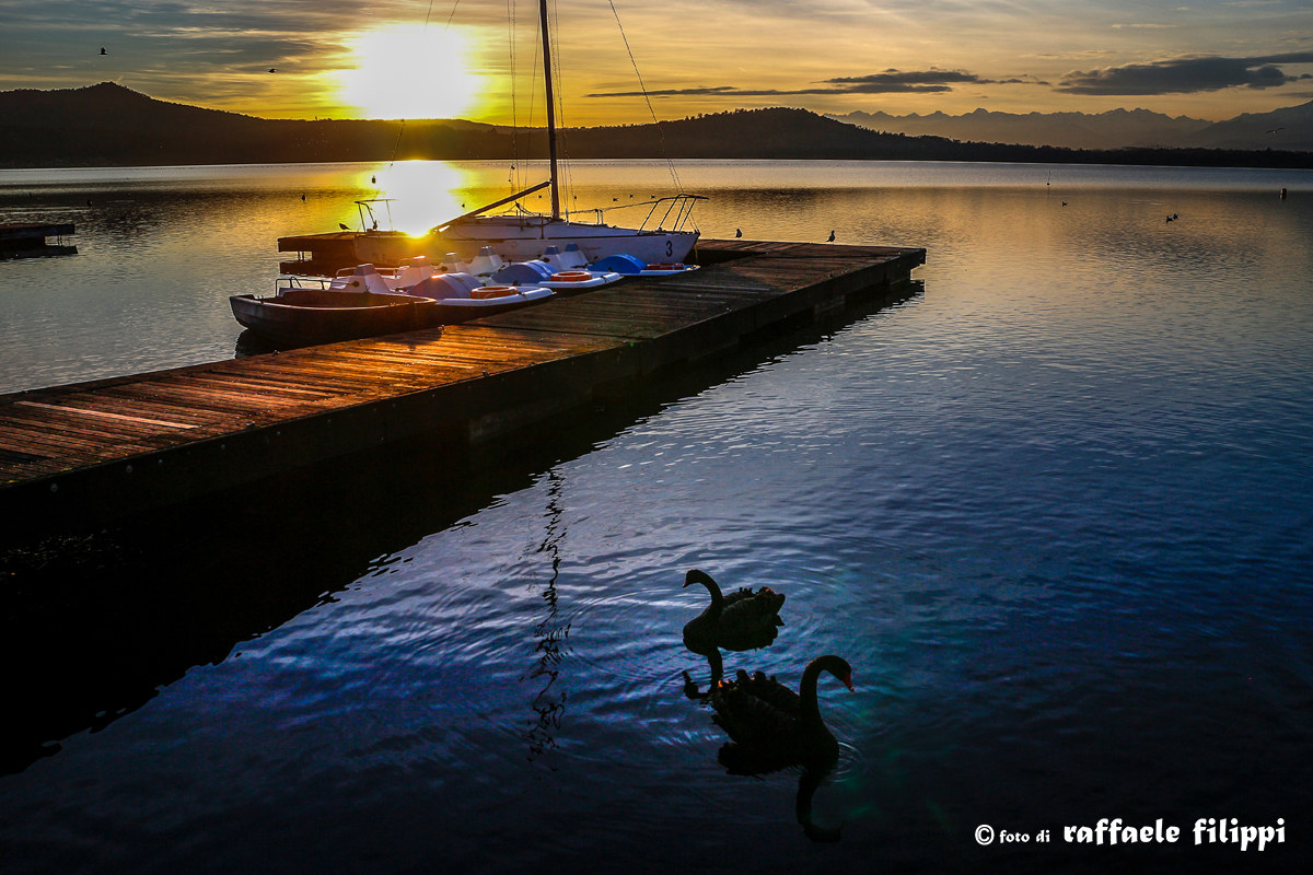 Tramonto con cigni neri - Lago di Viverone.