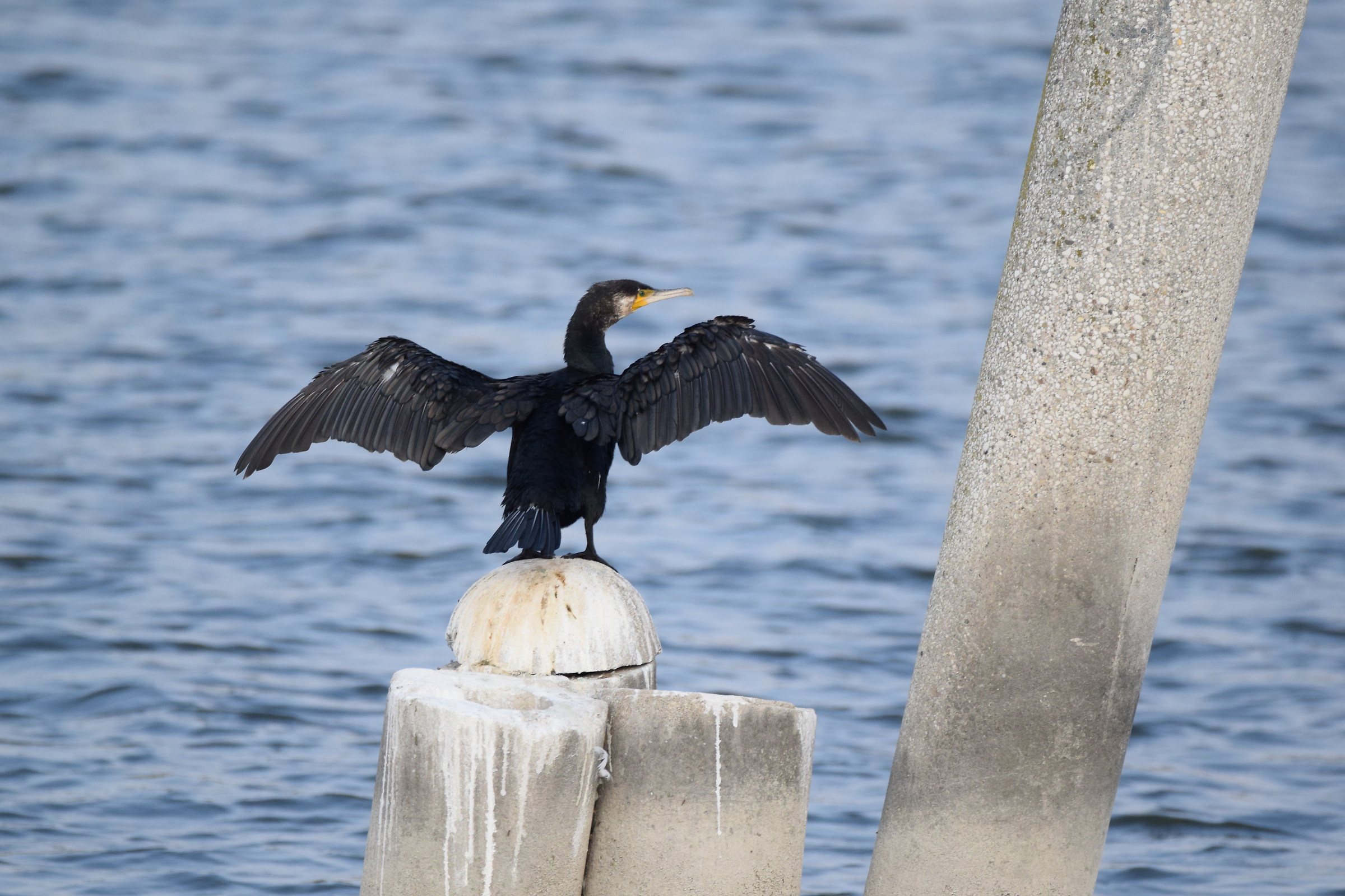 Il Rè dei laghi di Mantova